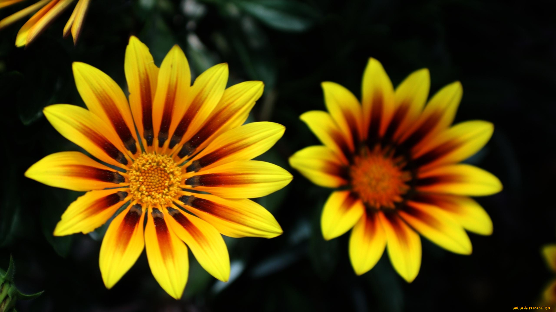цветы, газания, яркие, желтые