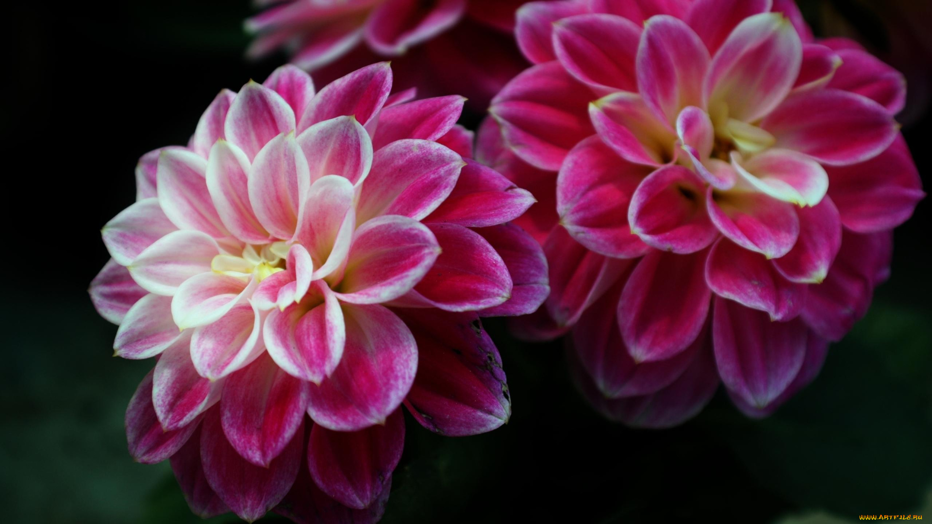 цветы, георгины