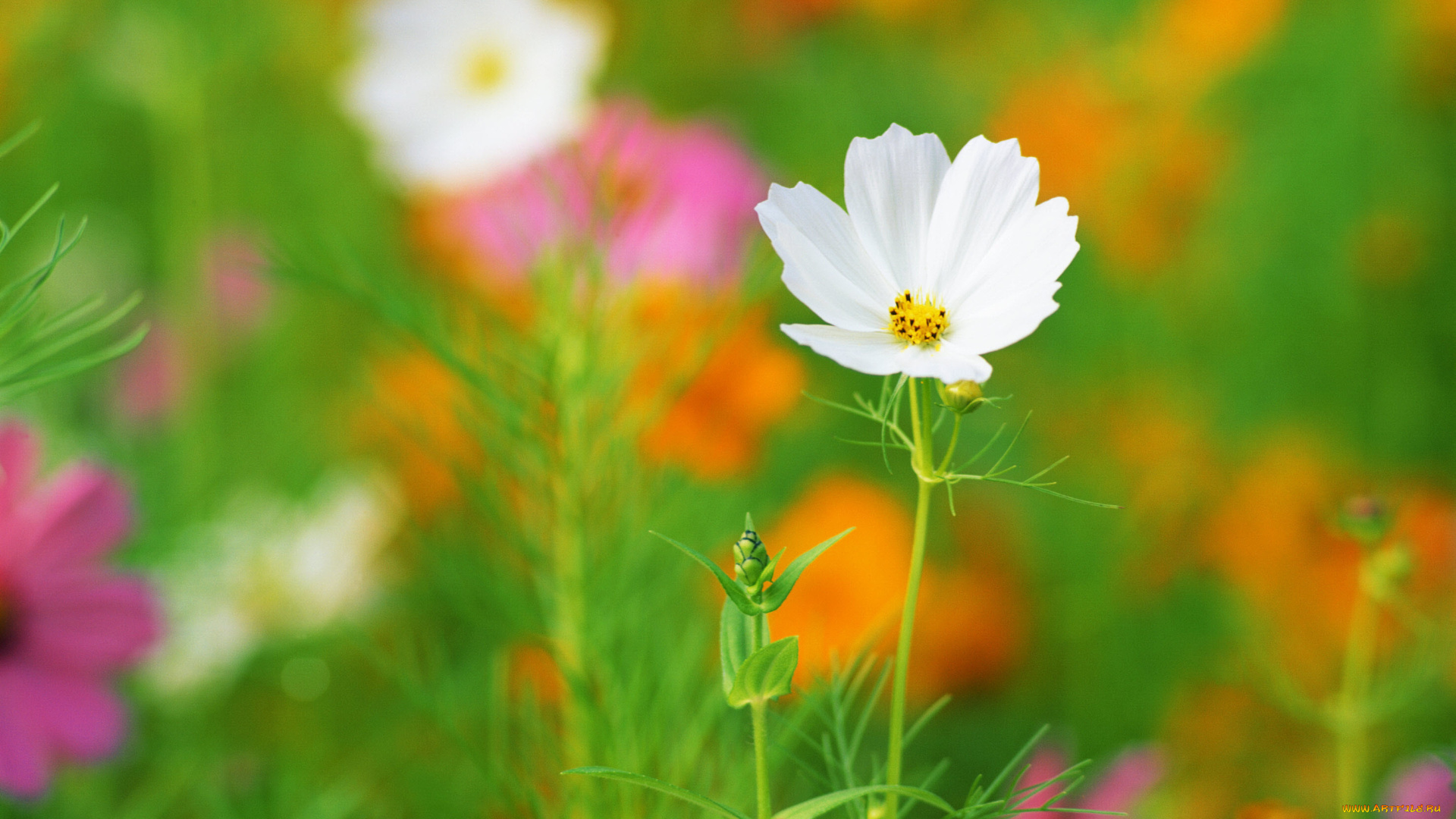 цветы, космея, белый