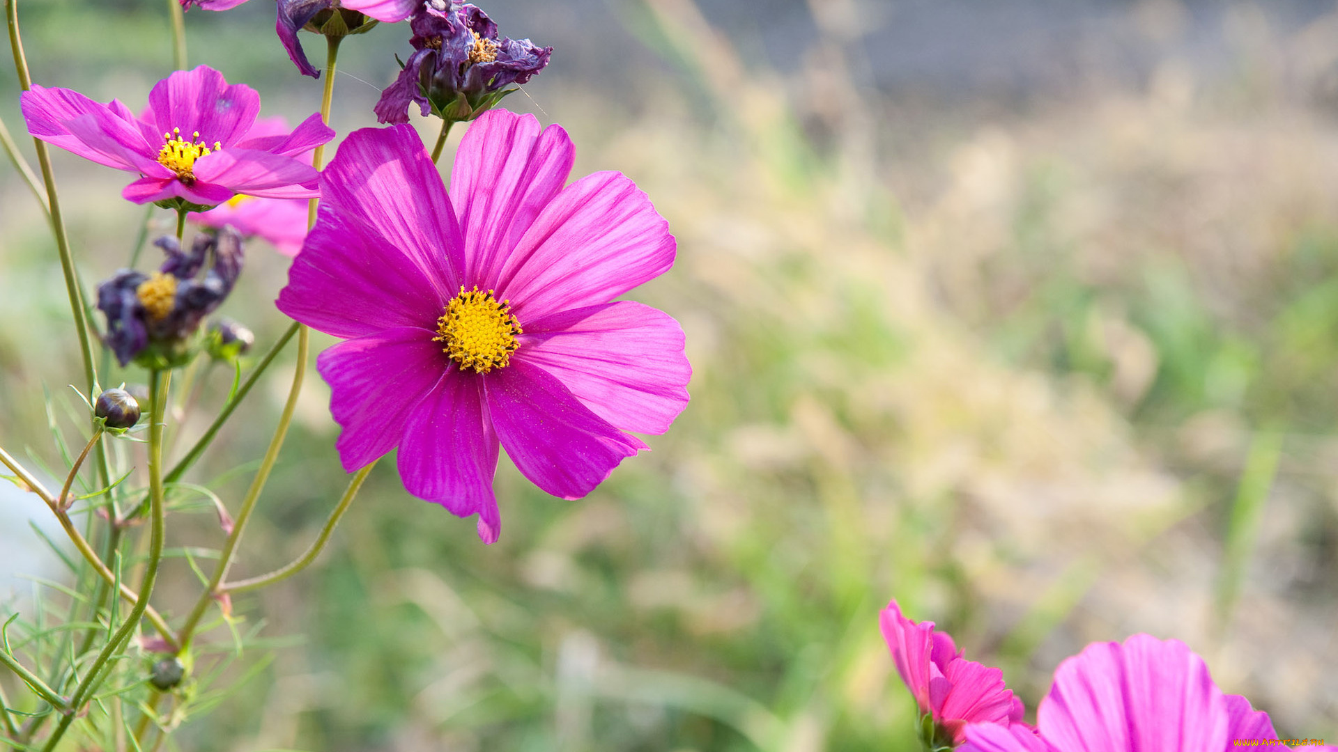 цветы, космея, розовый