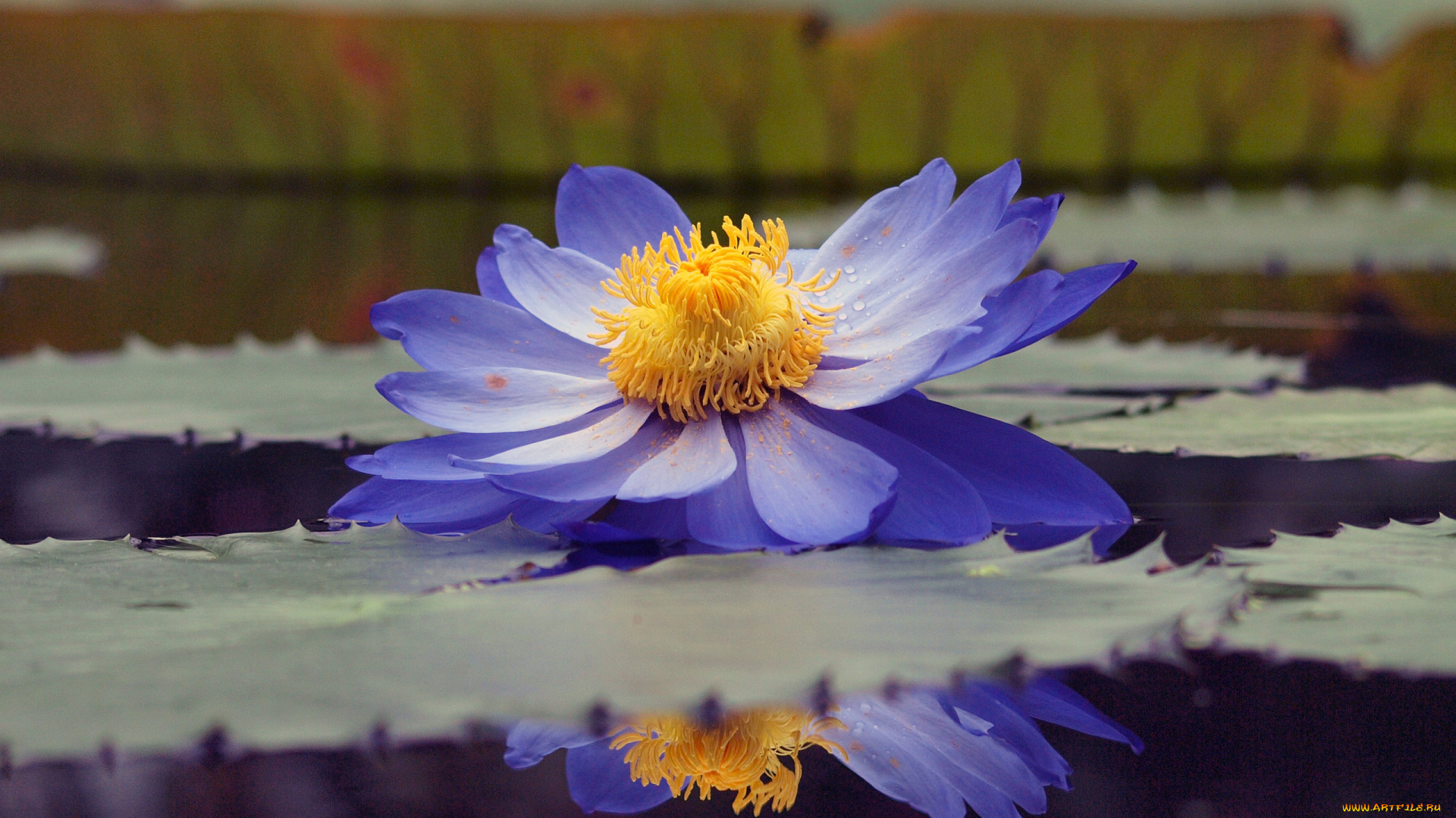 цветы, лилии, водяные, нимфеи, кувшинки, лепестки