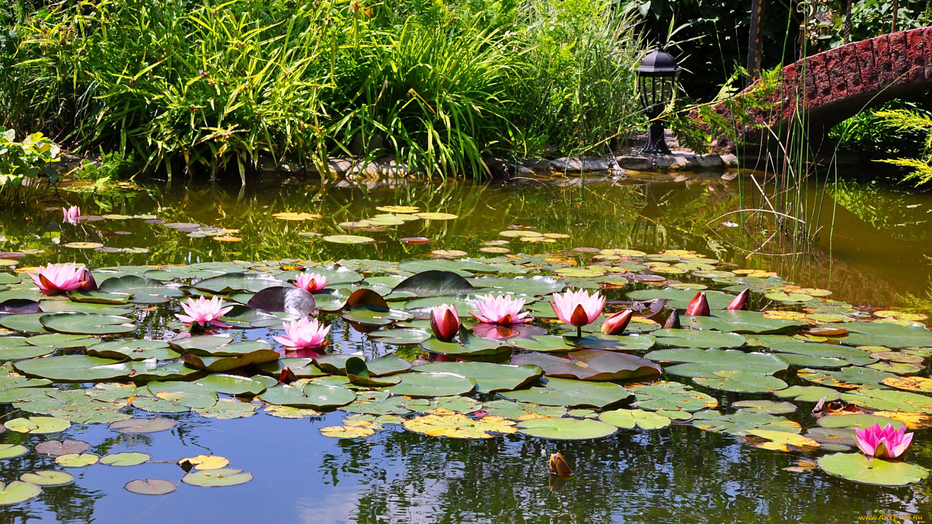 цветы, лилии, водяные, нимфеи, кувшинки, пруд, кусты