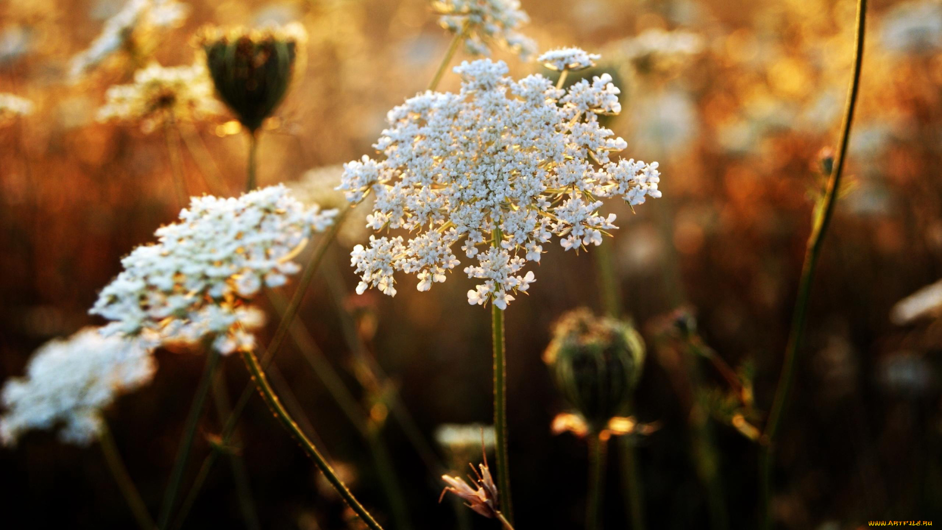 цветы, луговые, полевые, поле, скромные