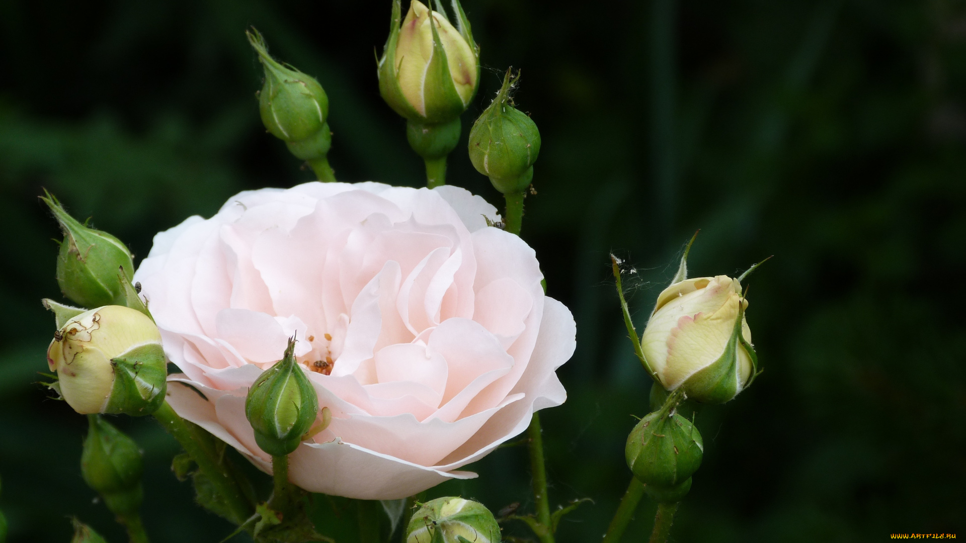цветы, розы, бутоны