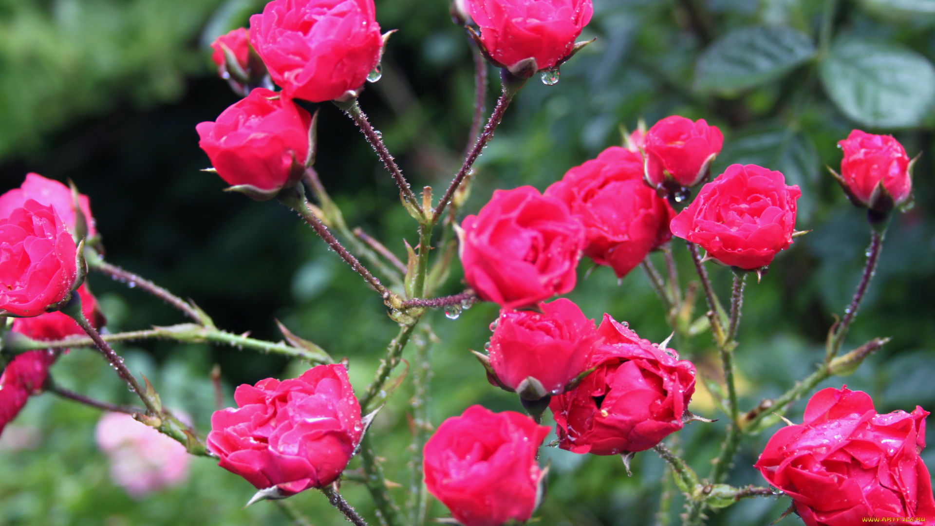 цветы, розы, капли, куст, розовый