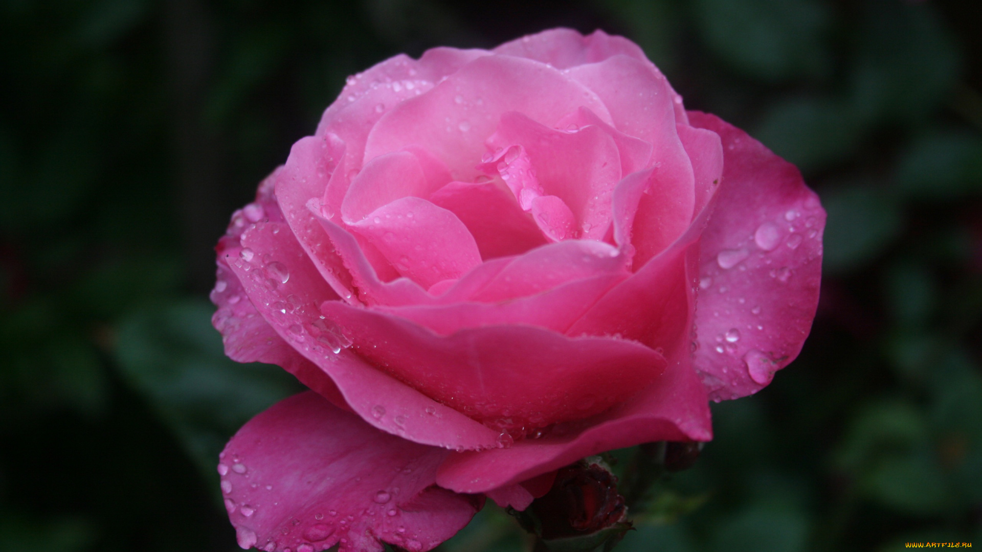 цветы, розы, капли, розовый