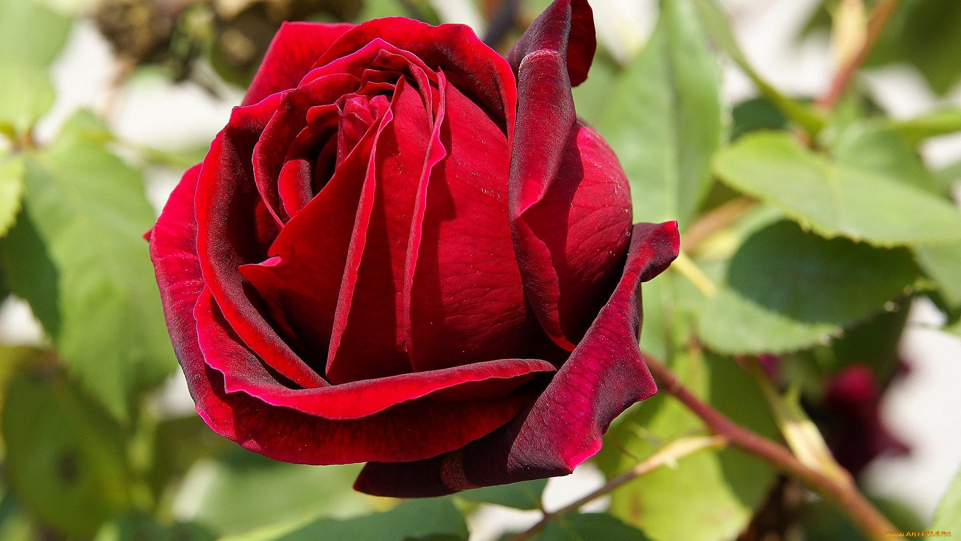 цветы, розы, красный