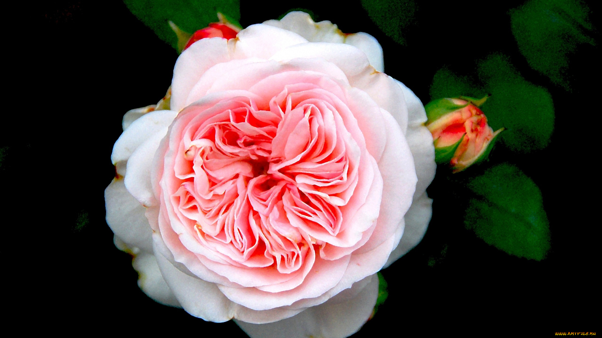 цветы, розы, розовый, бутоны