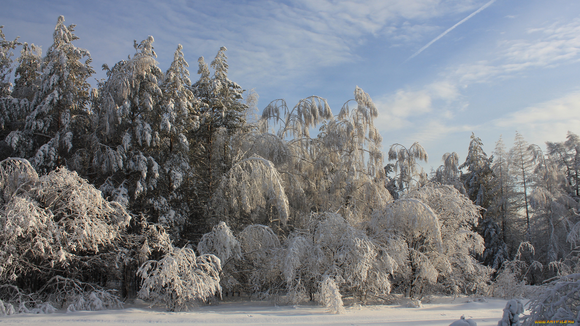 природа, зима, деревья, лес, снег