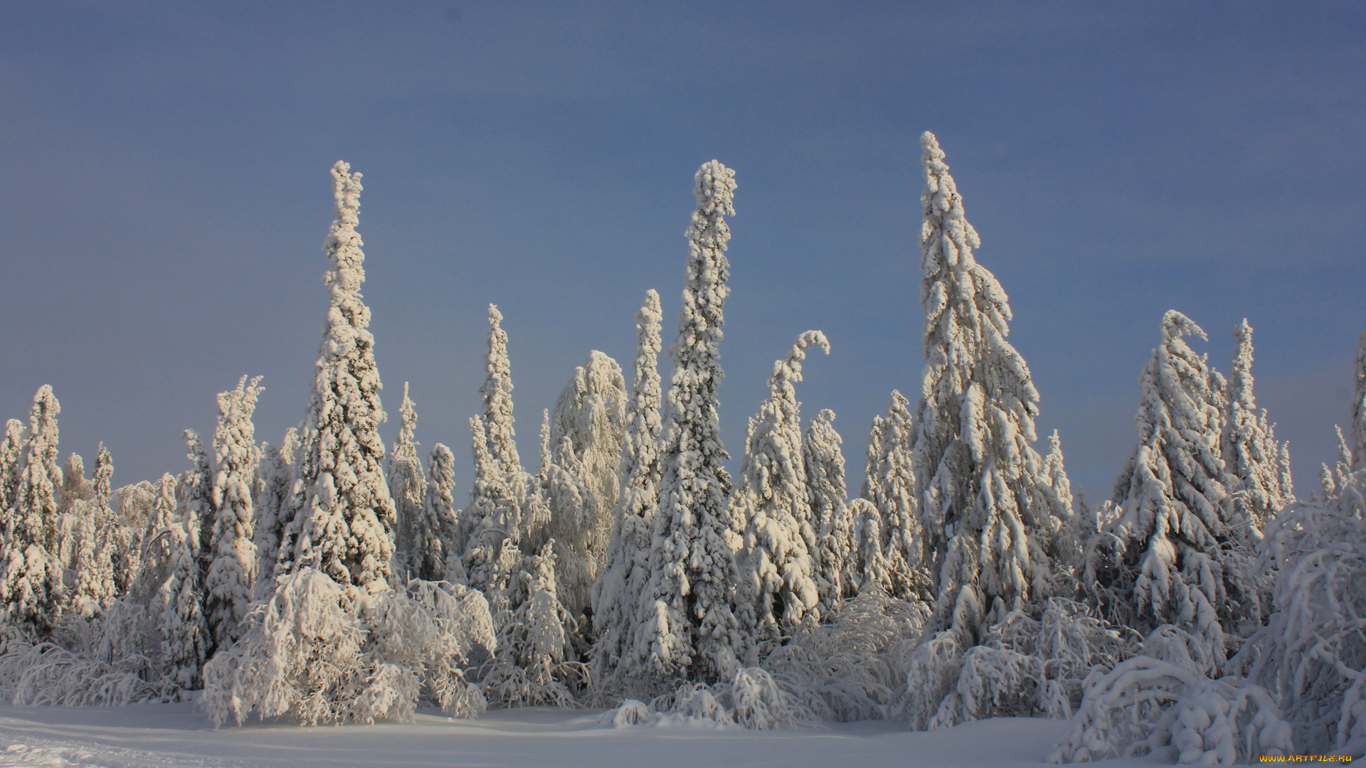 природа, зима, снег, ель, хвойные, лес, деревья