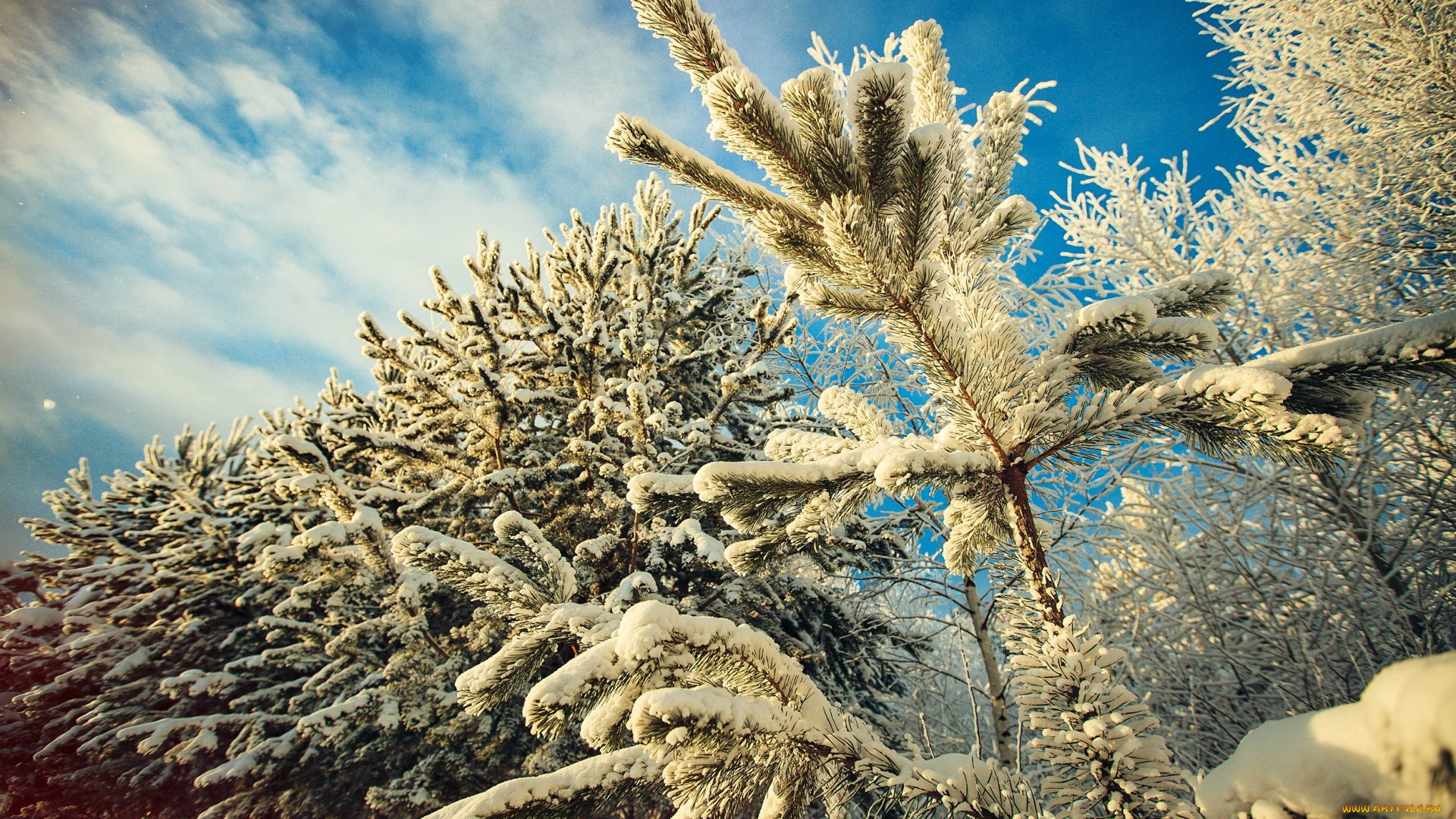природа, зима, снег, елки, хвоя