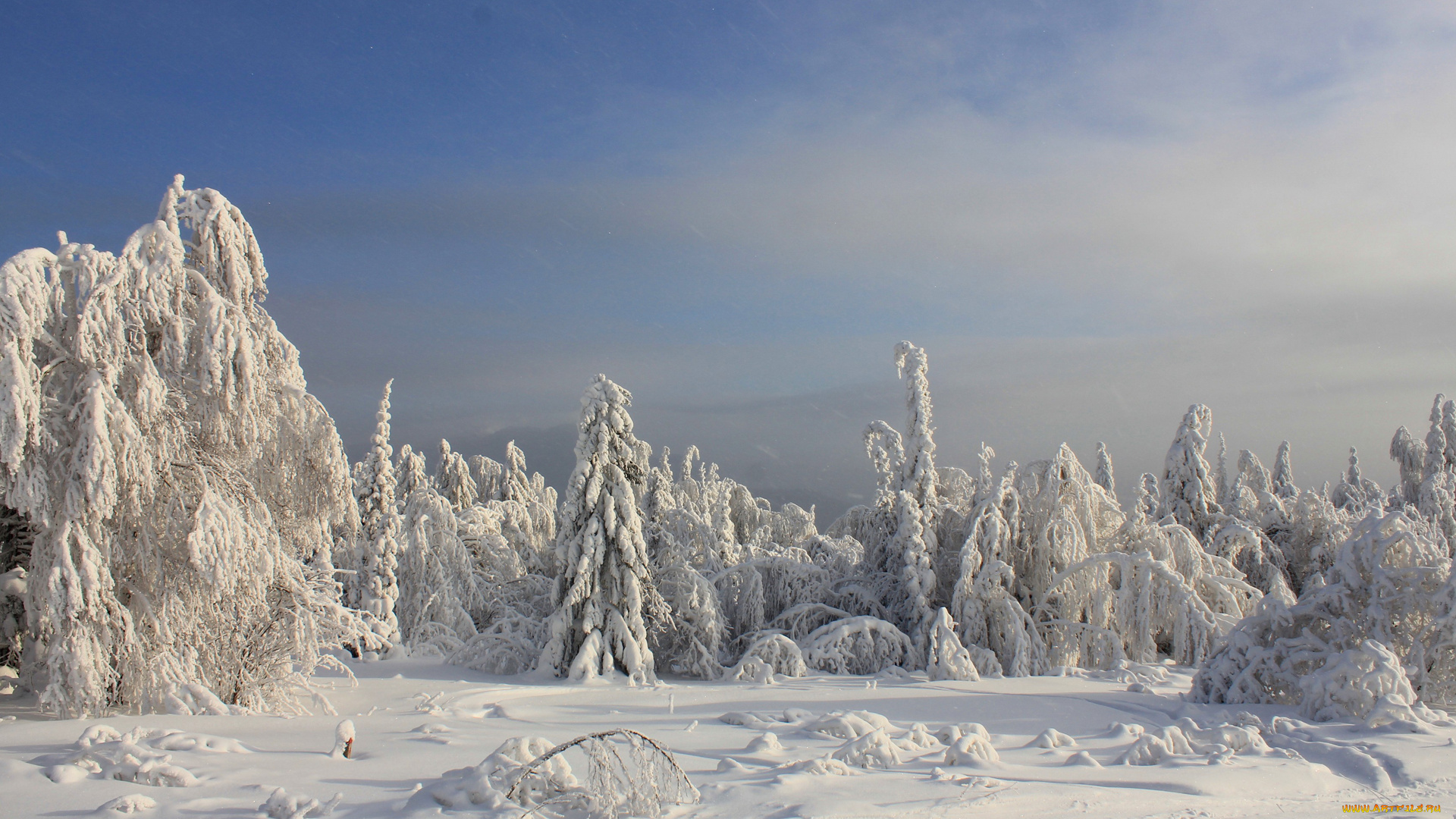 природа, зима, заснеженный, ель, сугробы, снег, лес