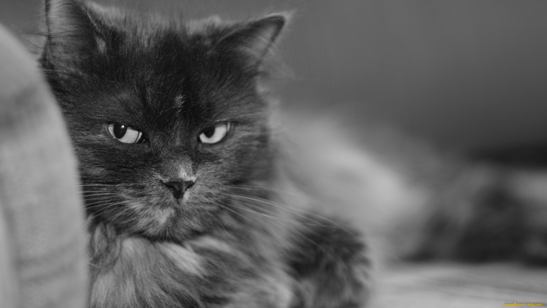 пушистый, кот, животные, коты, черно-белый