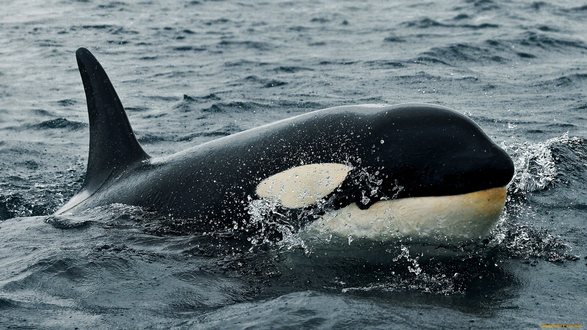 животные, косатки, вода