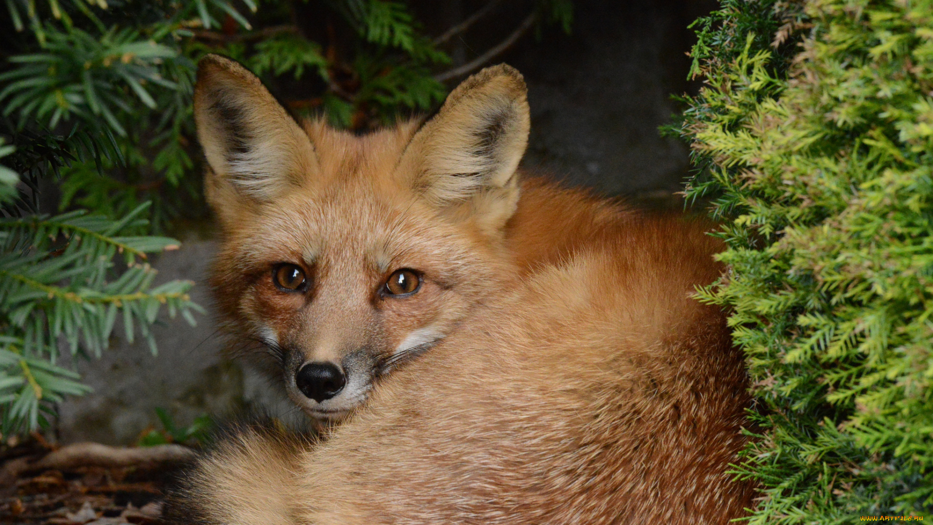 животные, лисы, рыжая