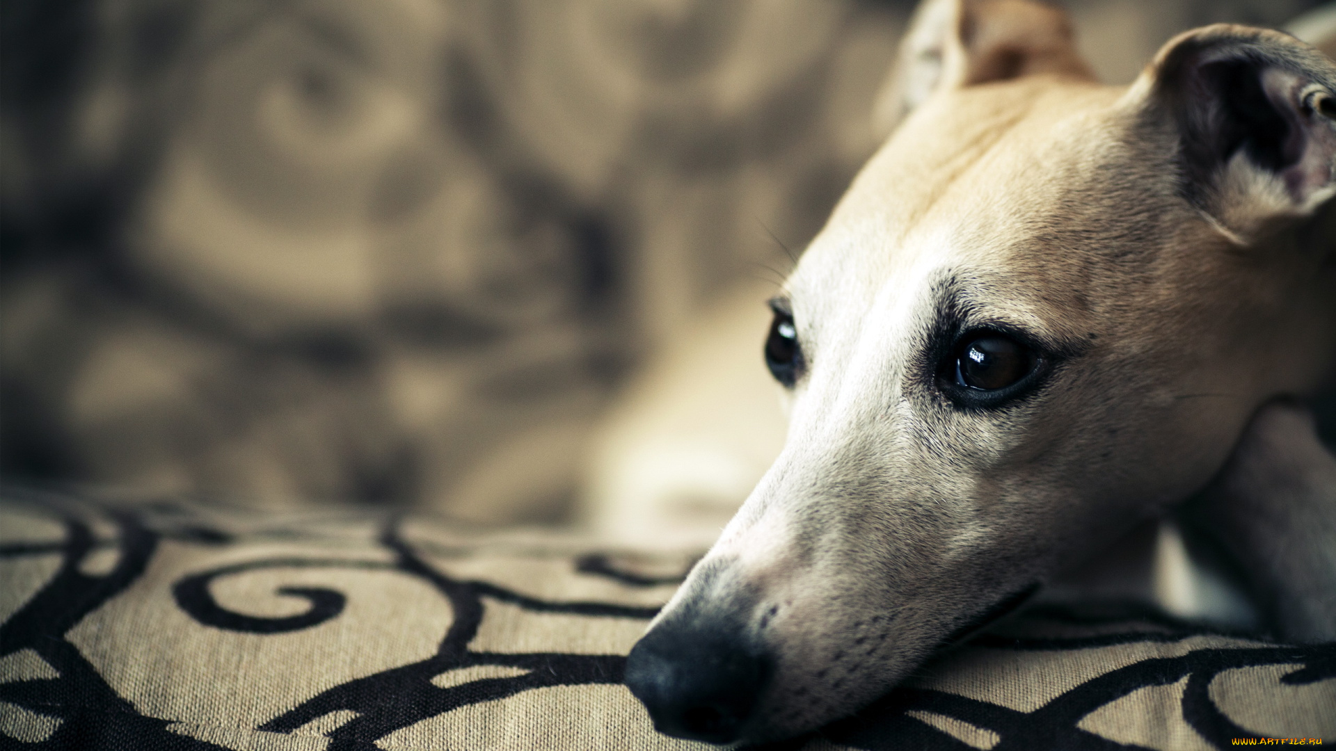 животные, собаки, собака, друг, взгляд