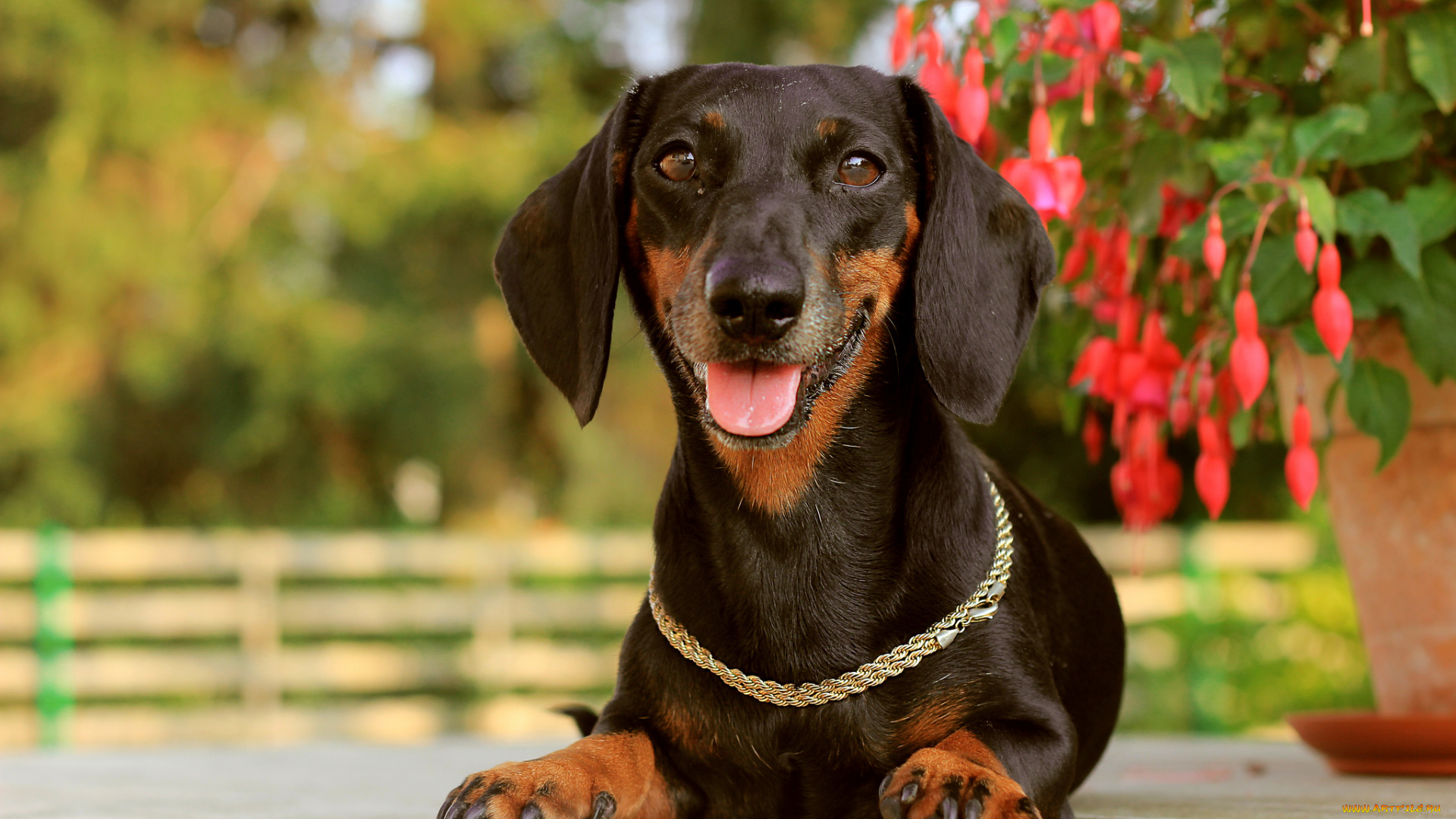 животные, собаки, такса