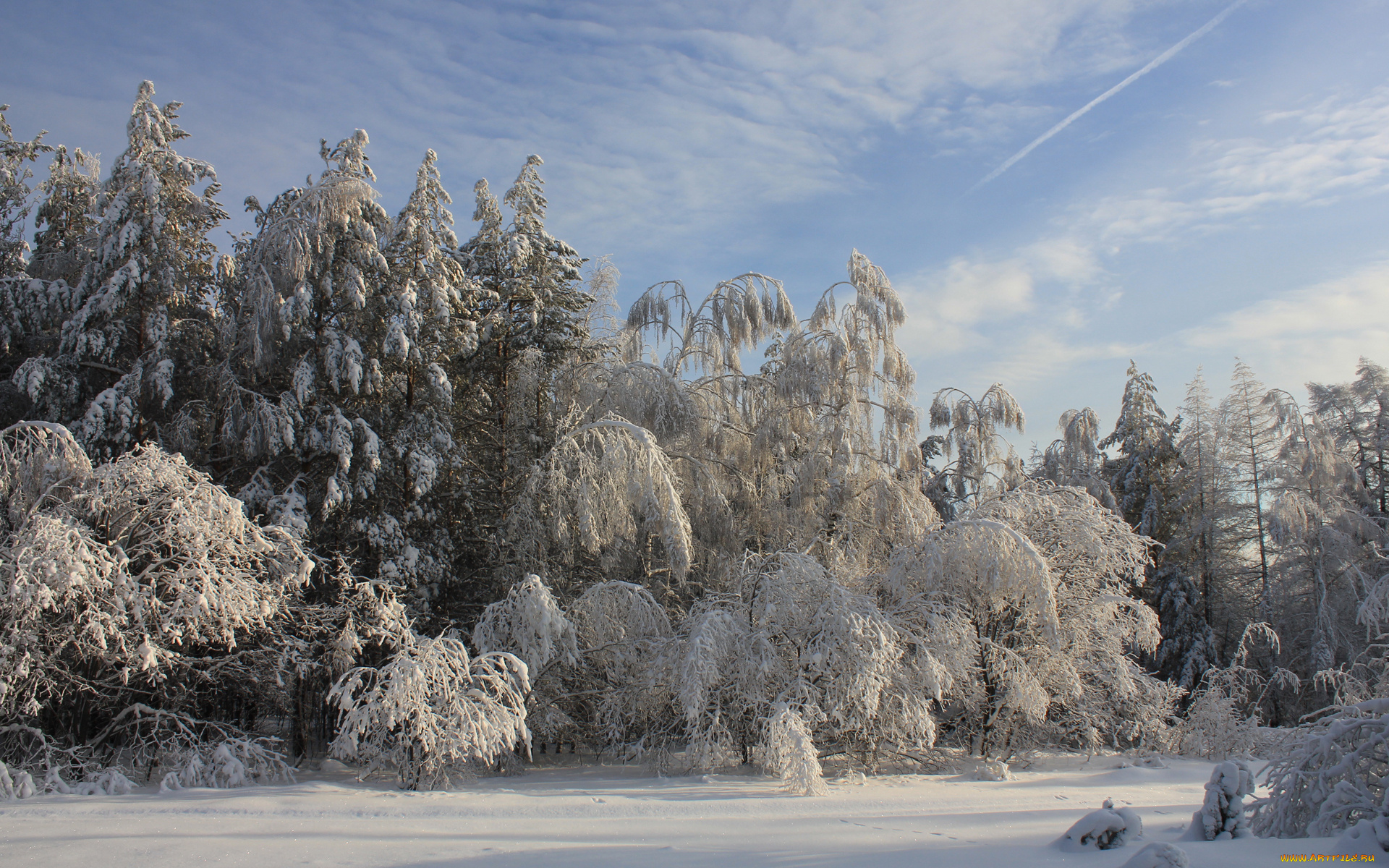 природа, зима, деревья, лес, снег
