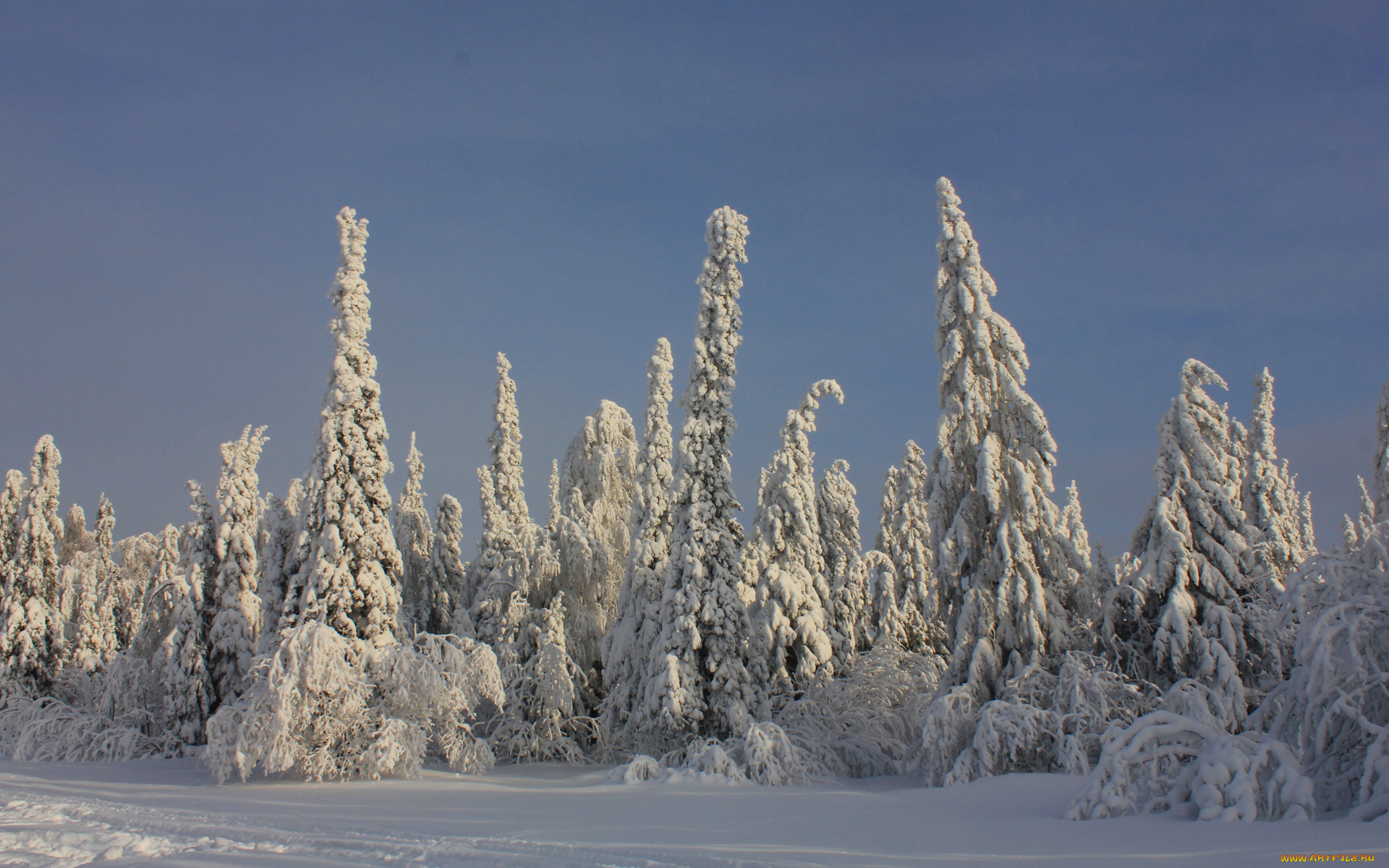 природа, зима, снег, ель, хвойные, лес, деревья