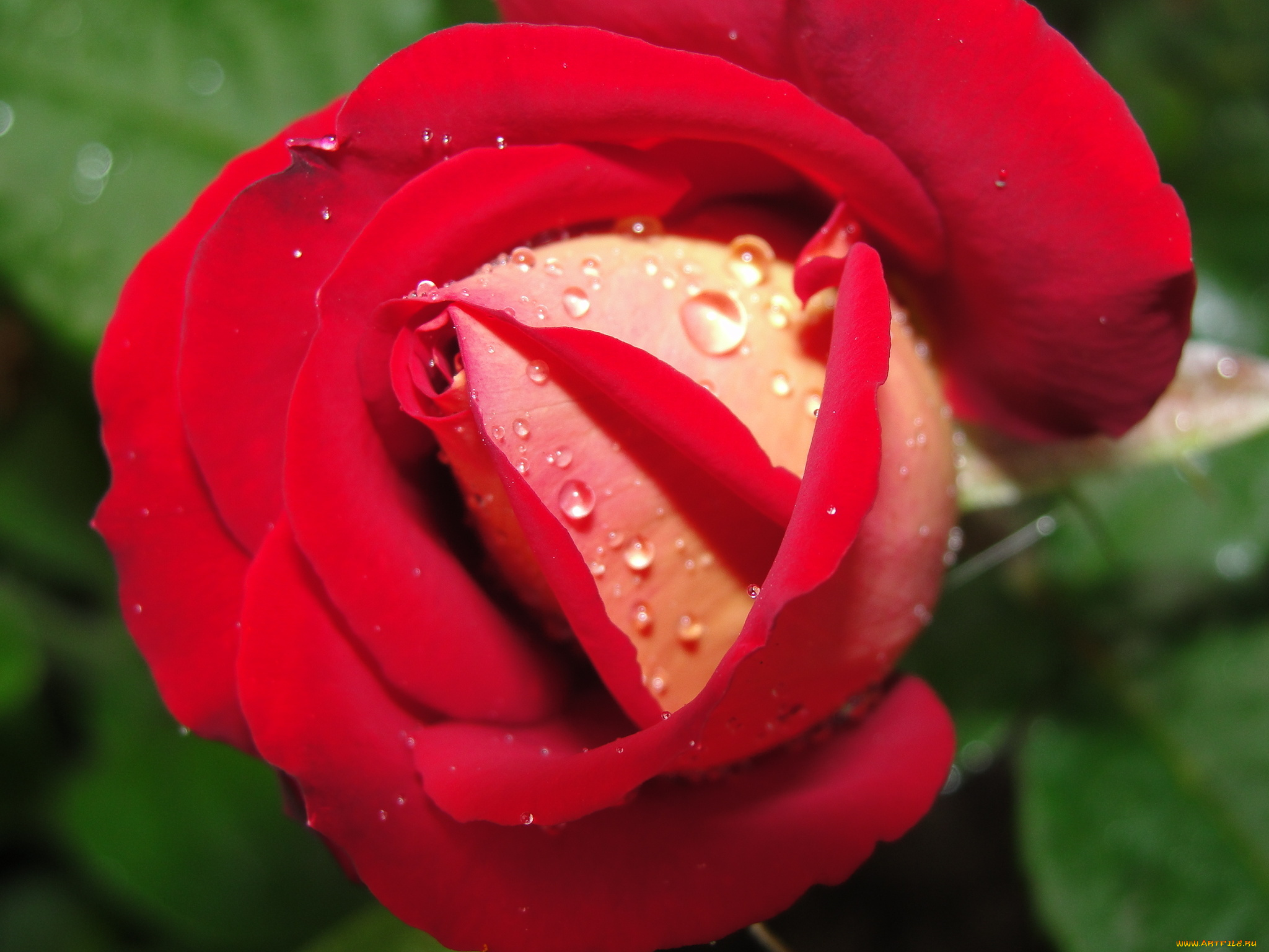 цветы, розы, бутон, капли
