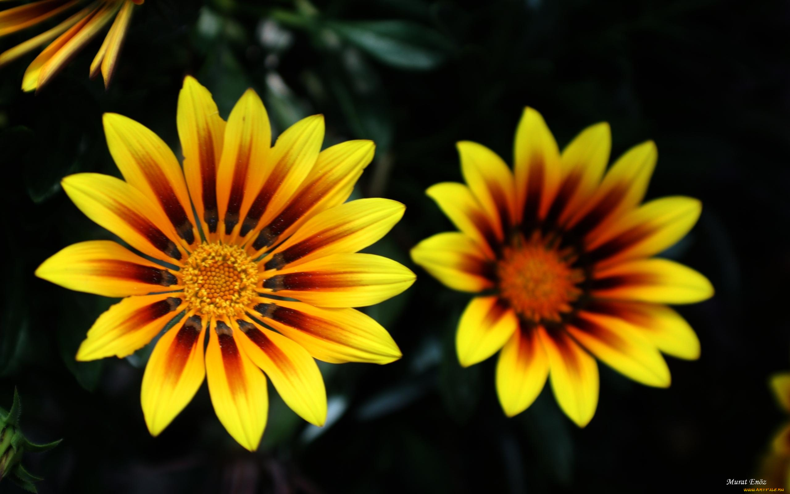 цветы, газания, яркие, желтые