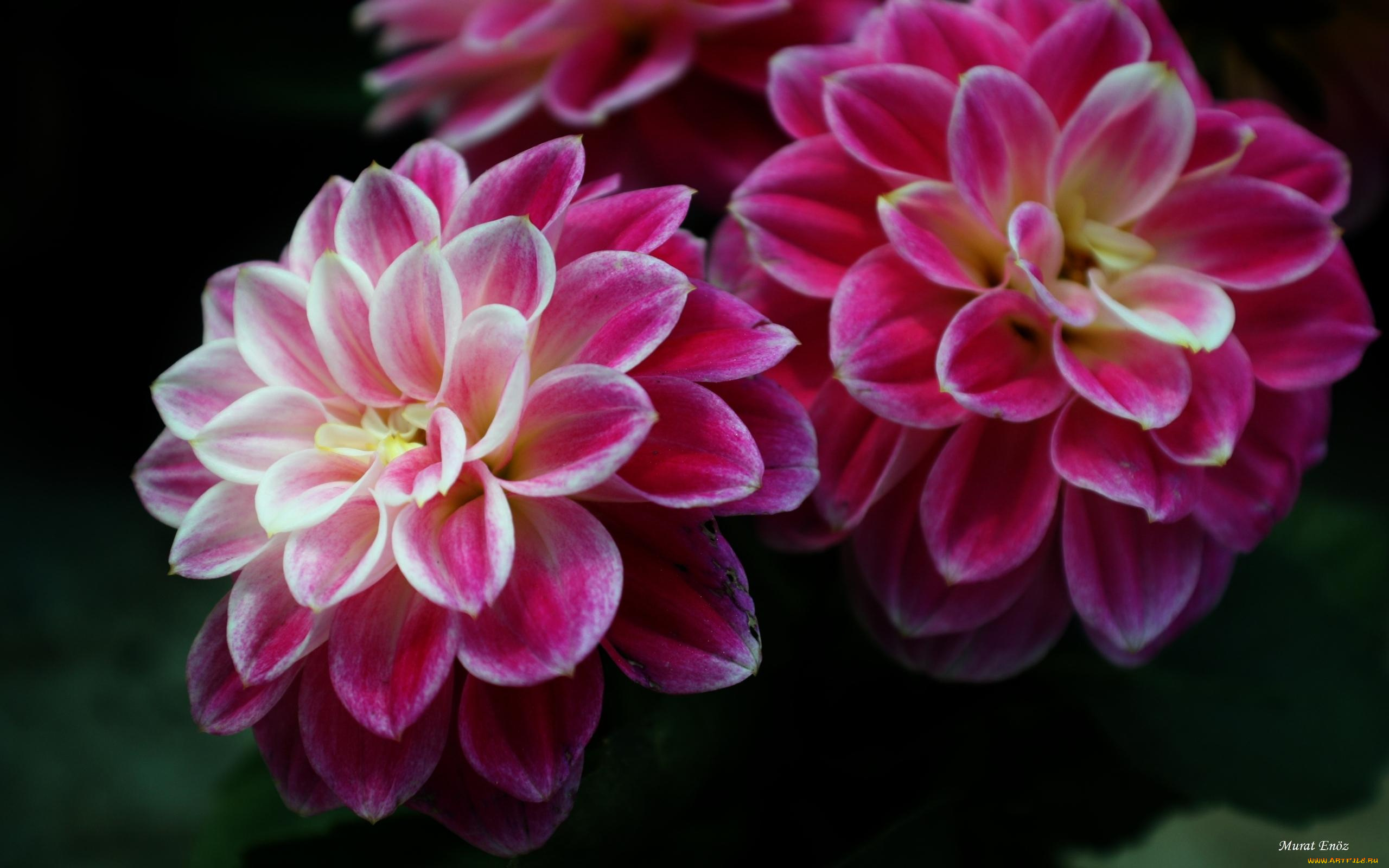 цветы, георгины