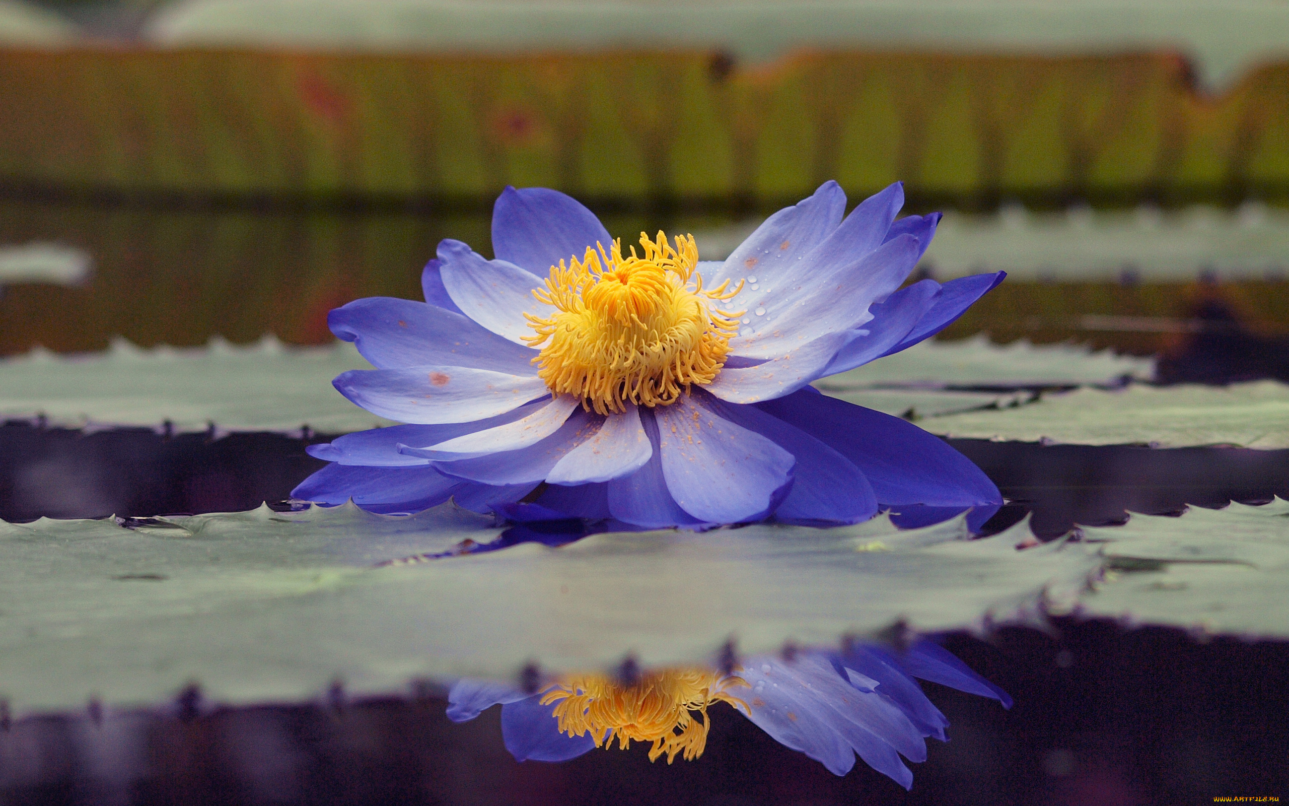 цветы, лилии, водяные, нимфеи, кувшинки, лепестки