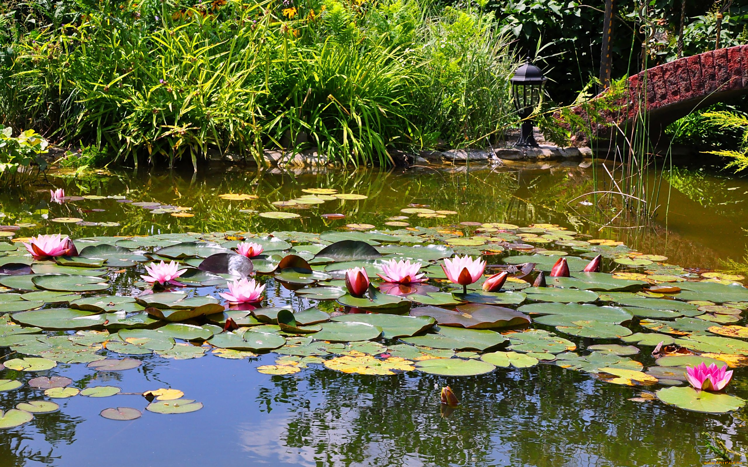 цветы, лилии, водяные, нимфеи, кувшинки, пруд, кусты