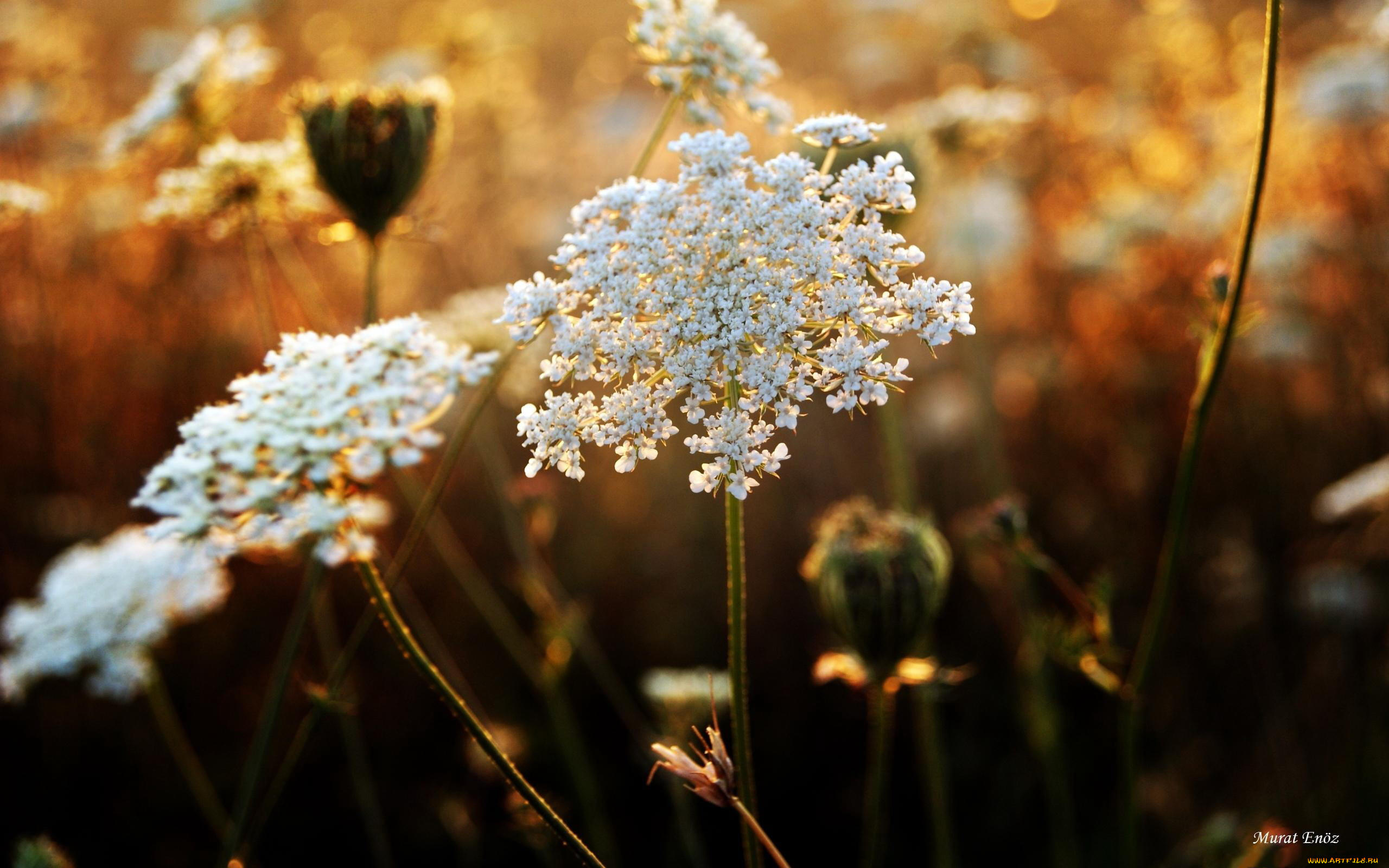 цветы, луговые, полевые, поле, скромные