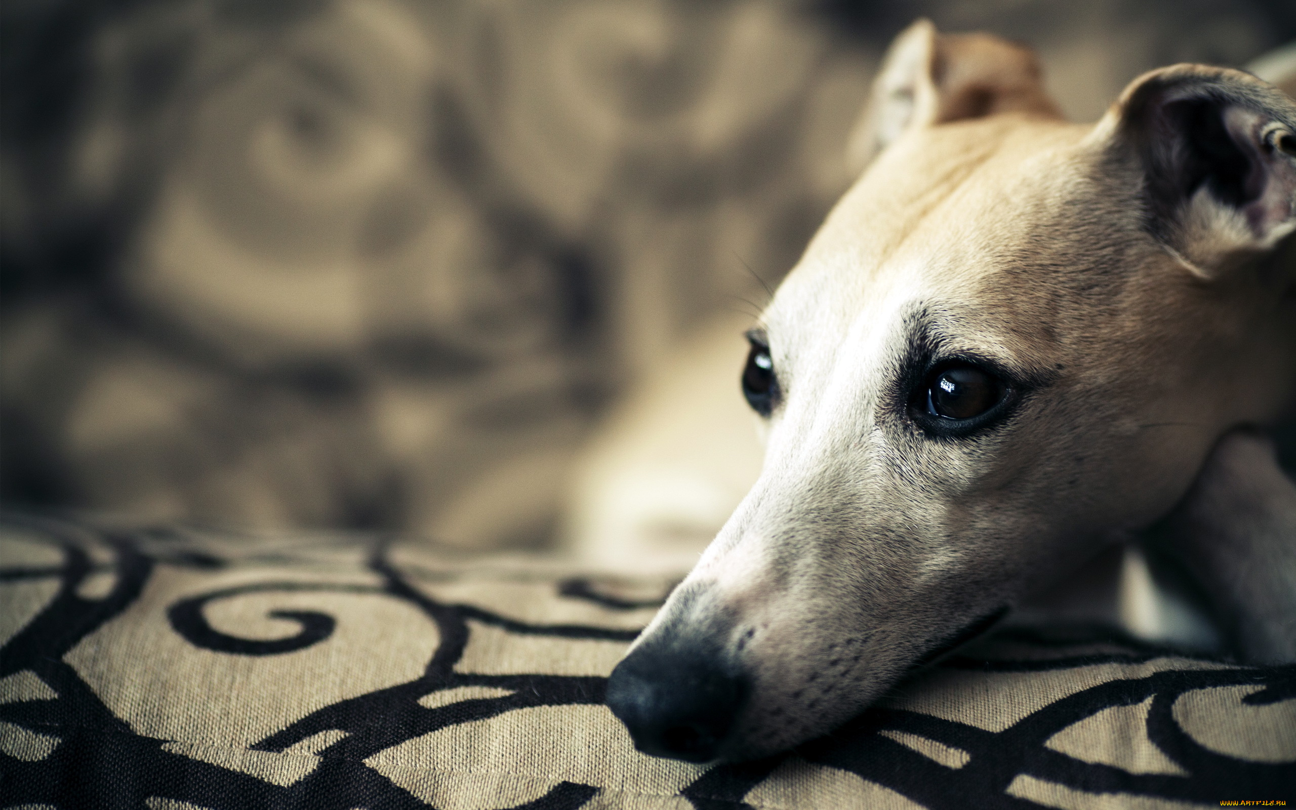 животные, собаки, собака, друг, взгляд