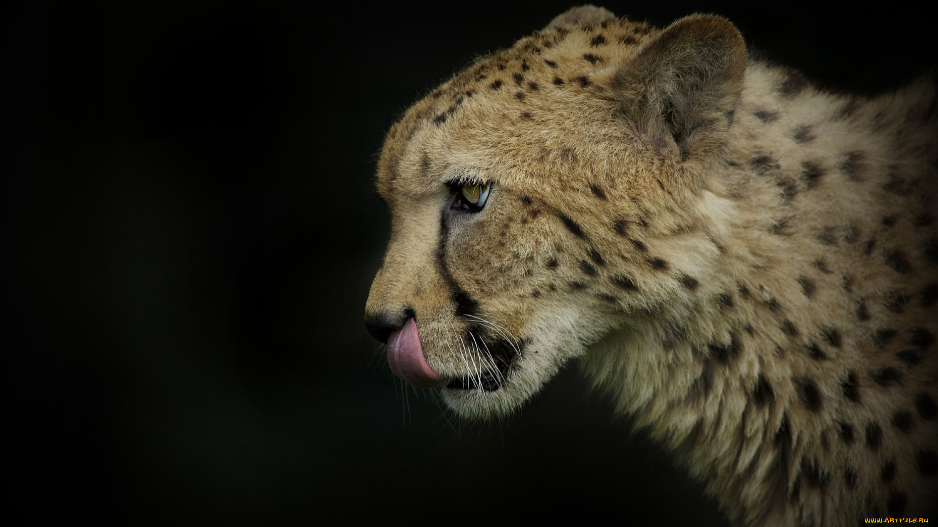 ©, ania, jones, животные, гепарды, профиль, гепард, морда, темный, фон, язык