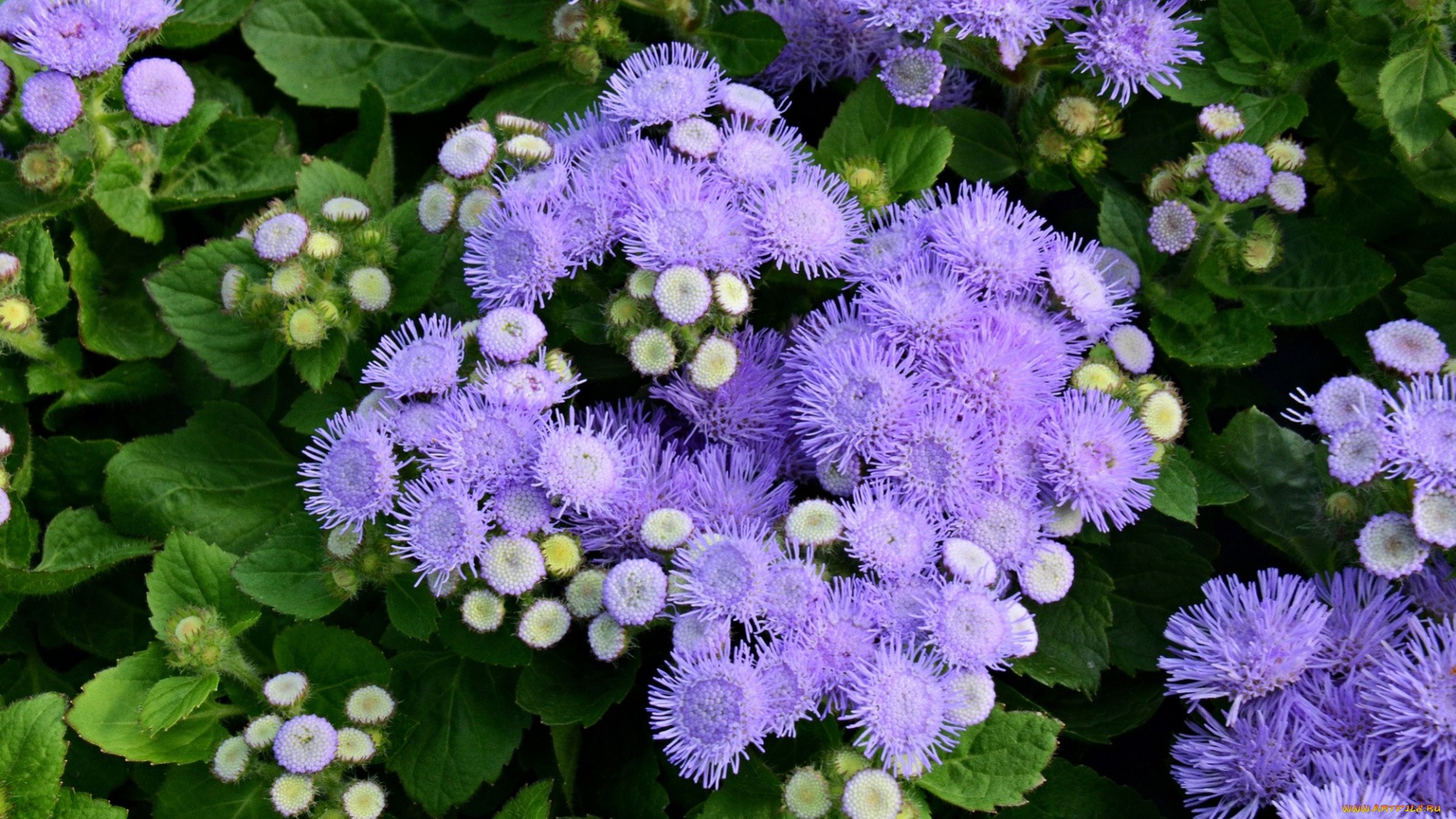 цветы, агератум, пушистики