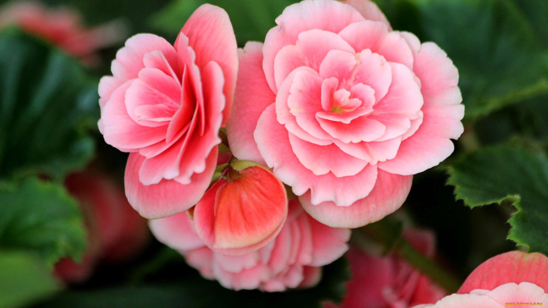 цветы, бегония, розовый