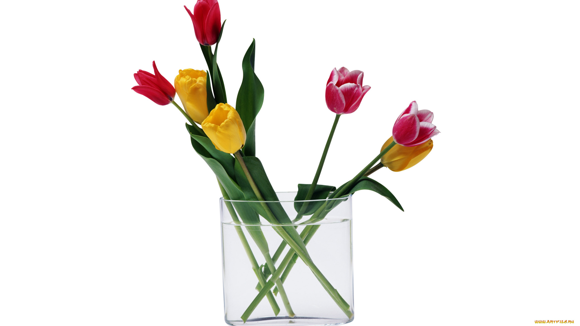 цветы, букеты, , композиции