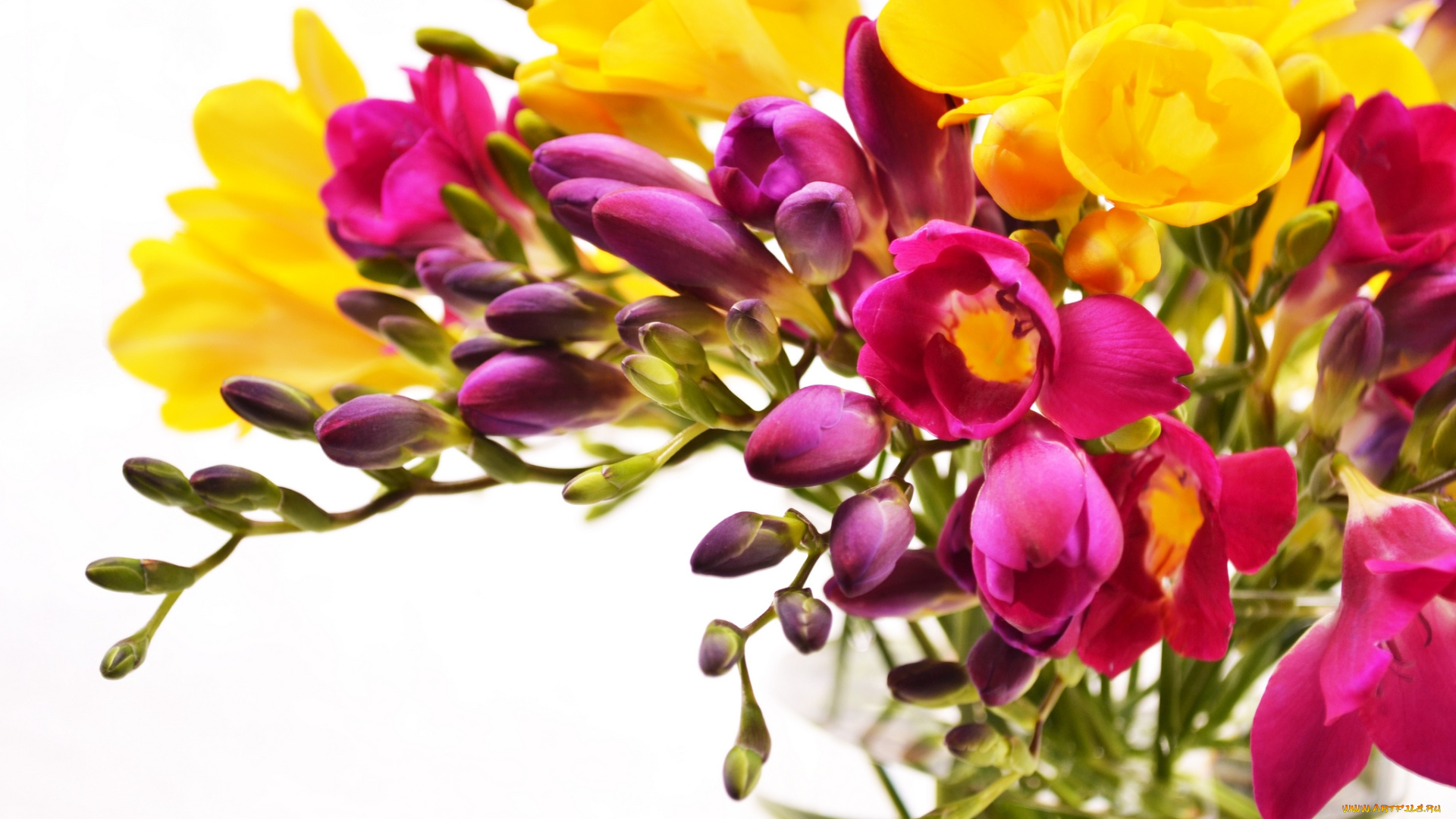 цветы, фрезия, яркий