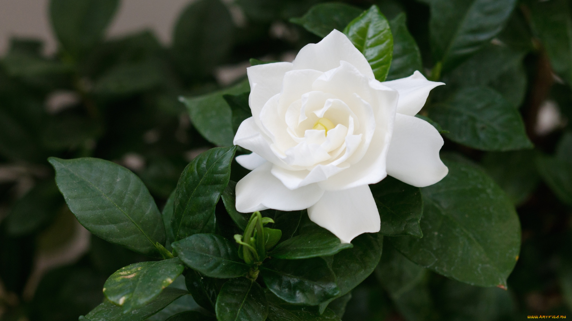 цветы, гардения, белый