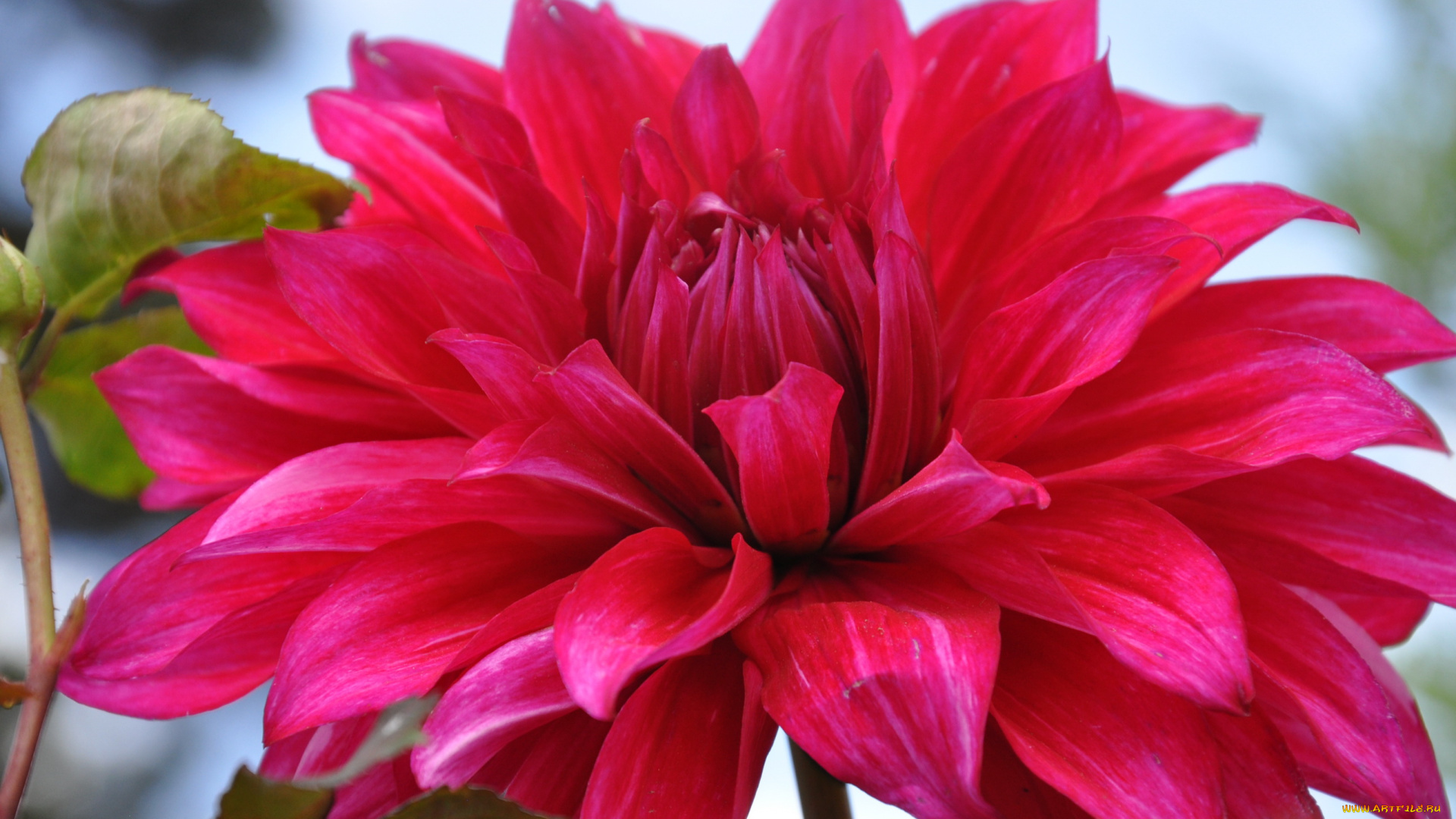 цветы, георгины, георгина