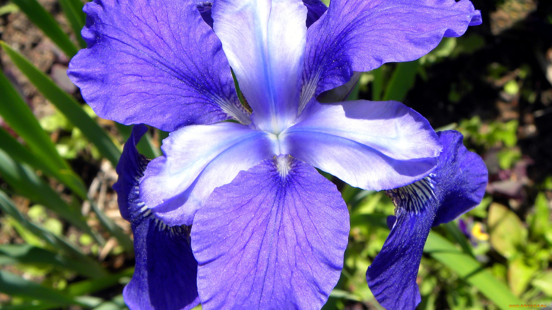 цветы, ирисы