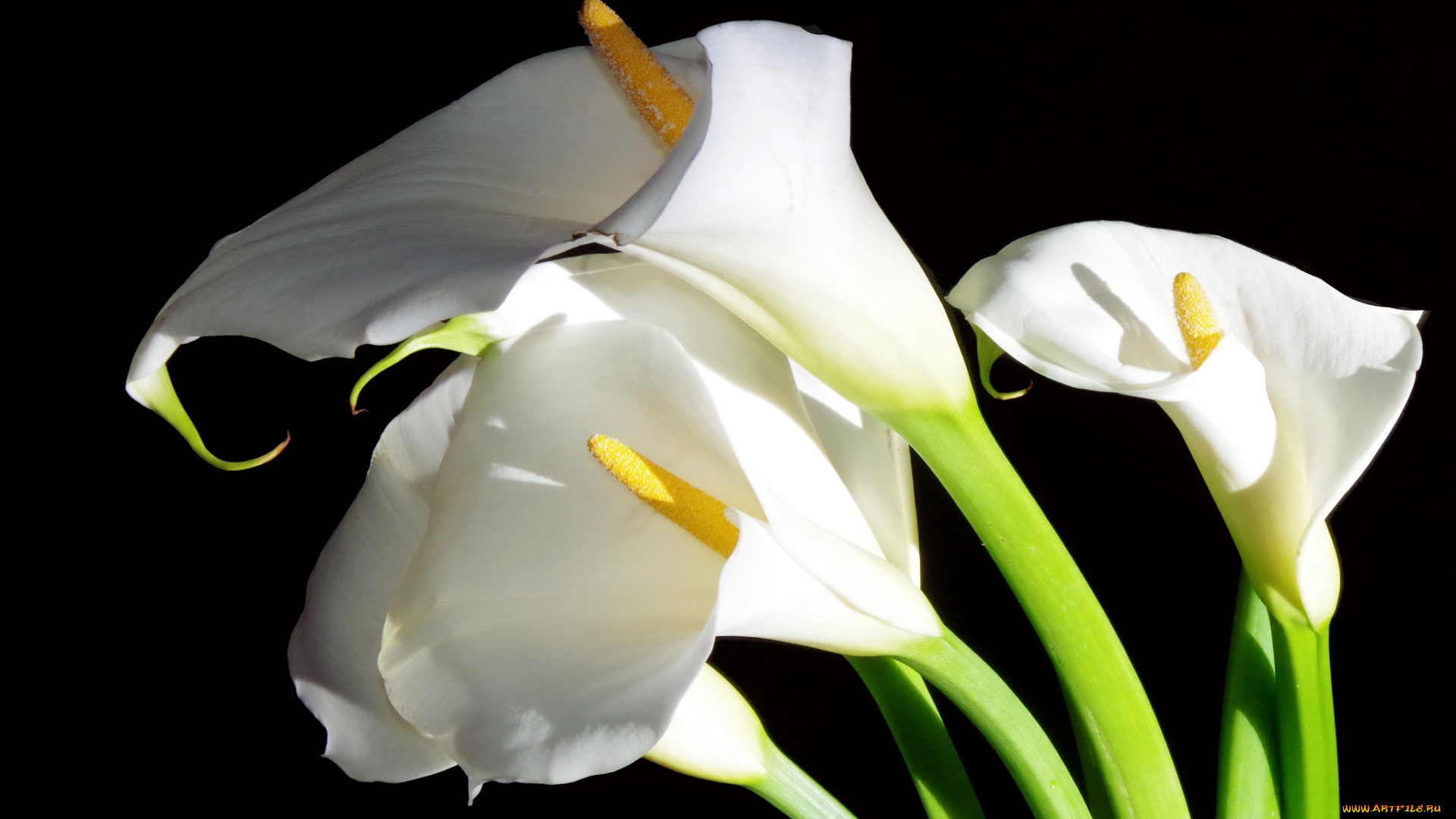 цветы, каллы, белый