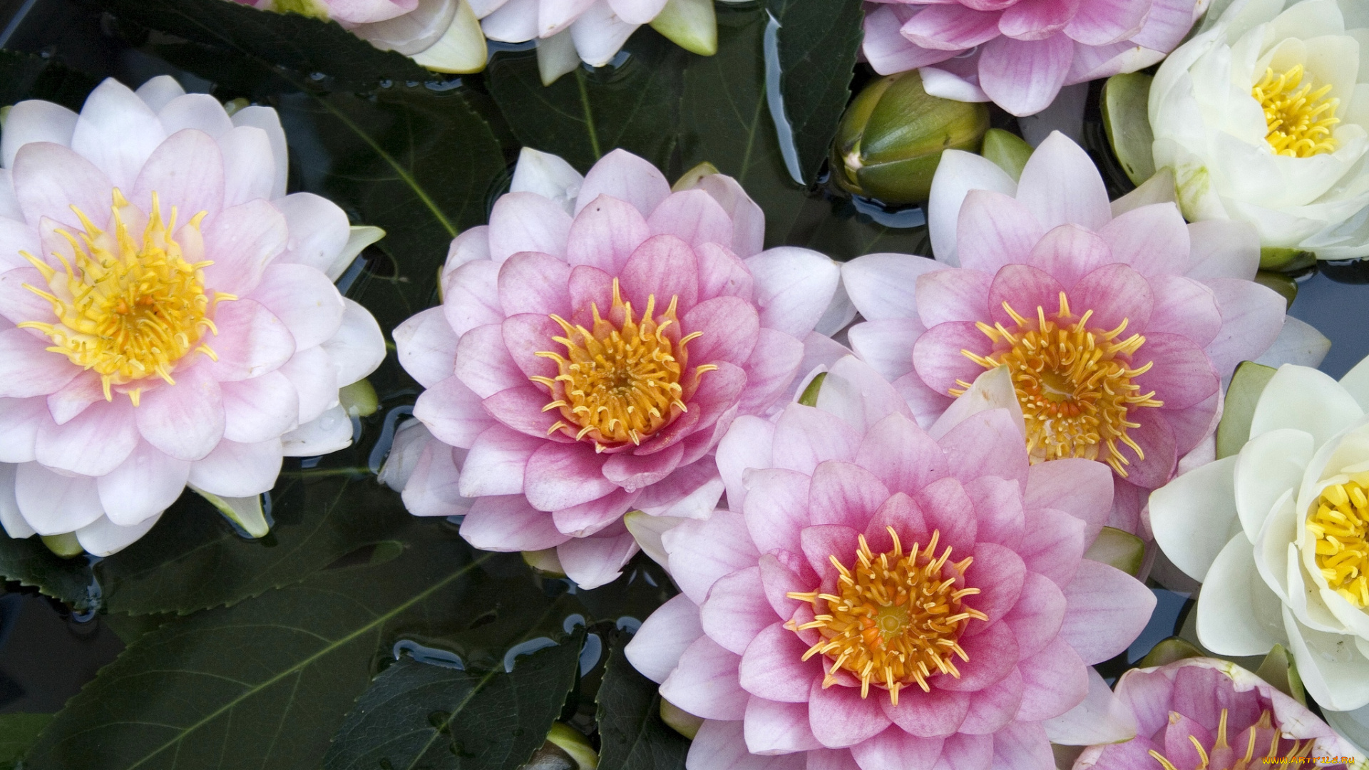 цветы, лилии, водяные, , нимфеи, , кувшинки, красота