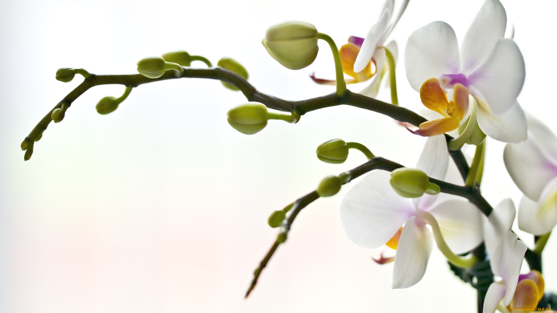 цветы, орхидеи, ветки