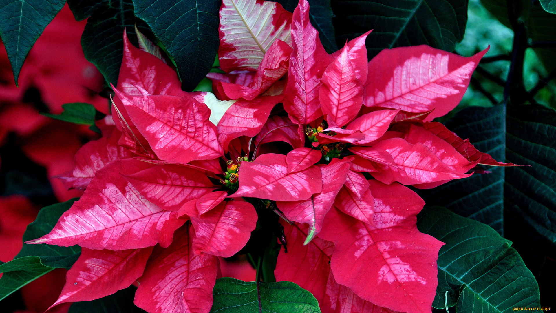 цветы, пуансеттия, листья