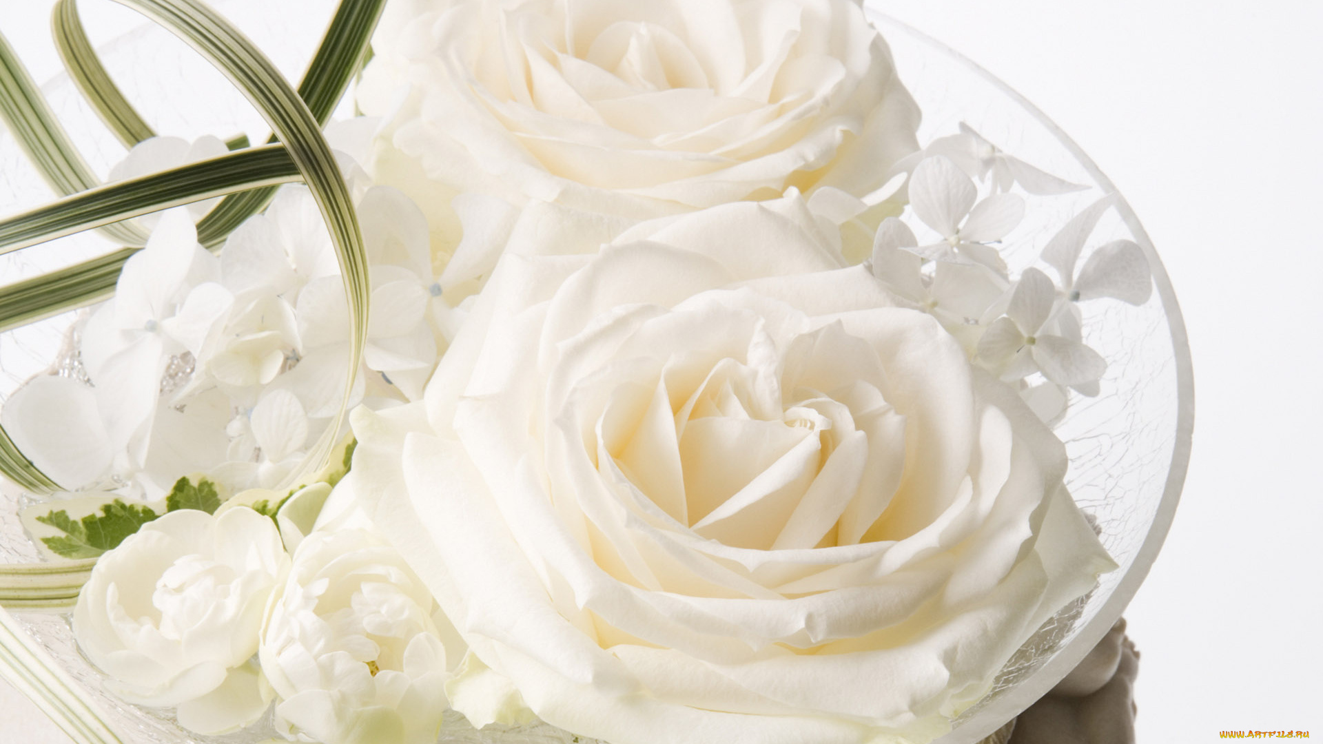 цветы, розы