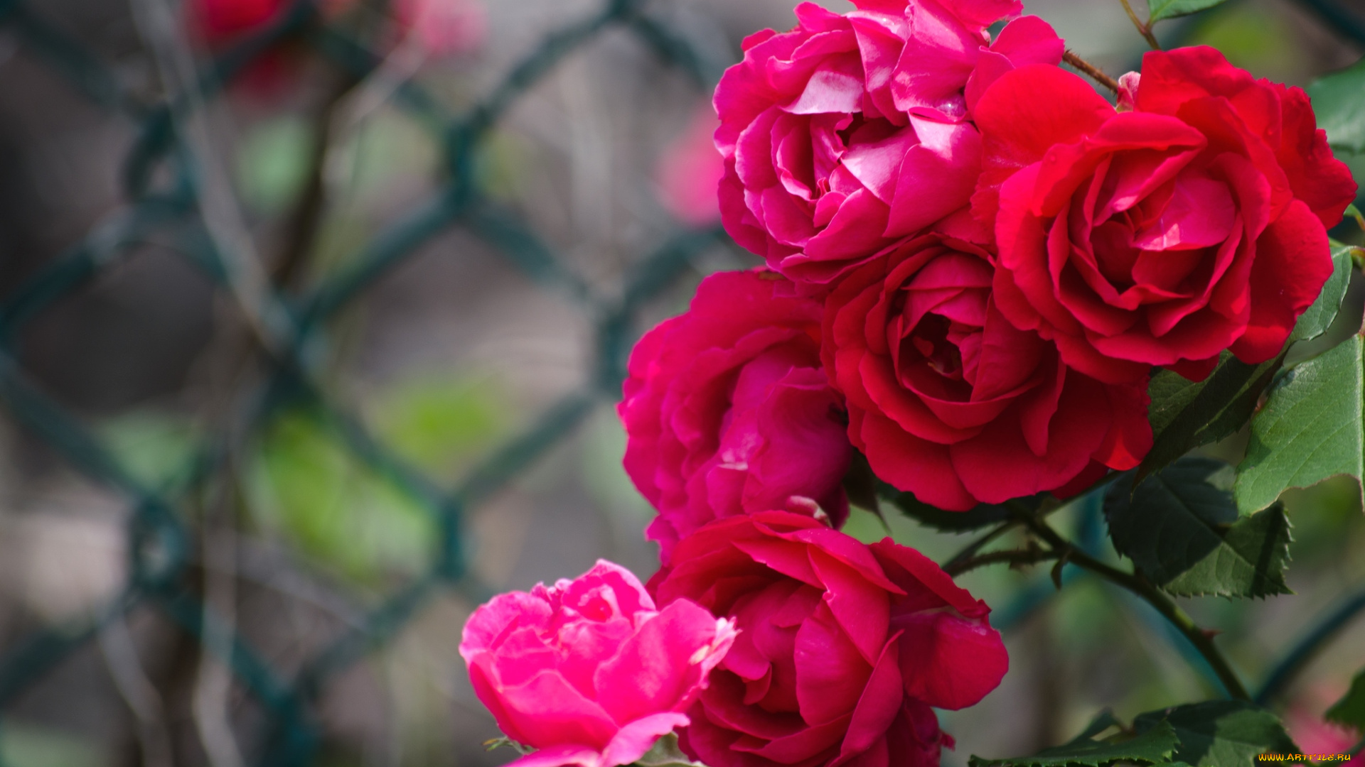 цветы, розы, красный