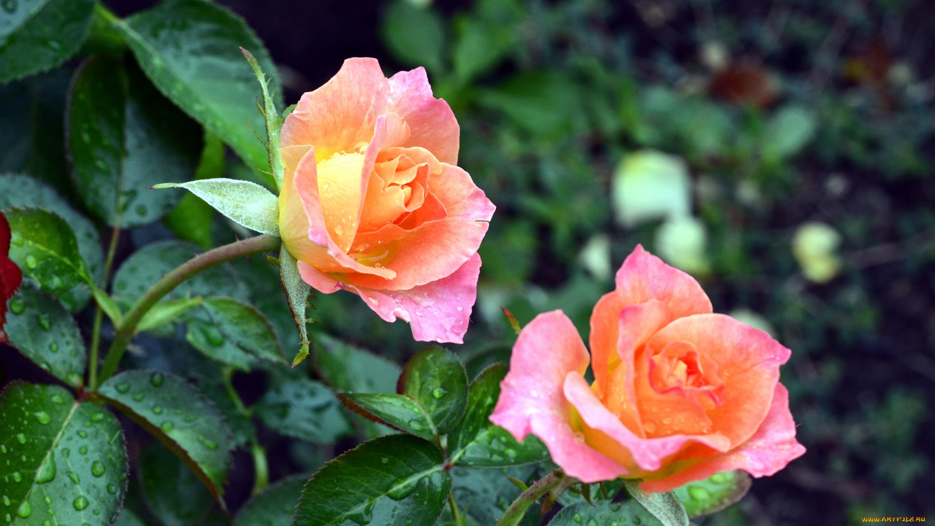 цветы, розы, пара