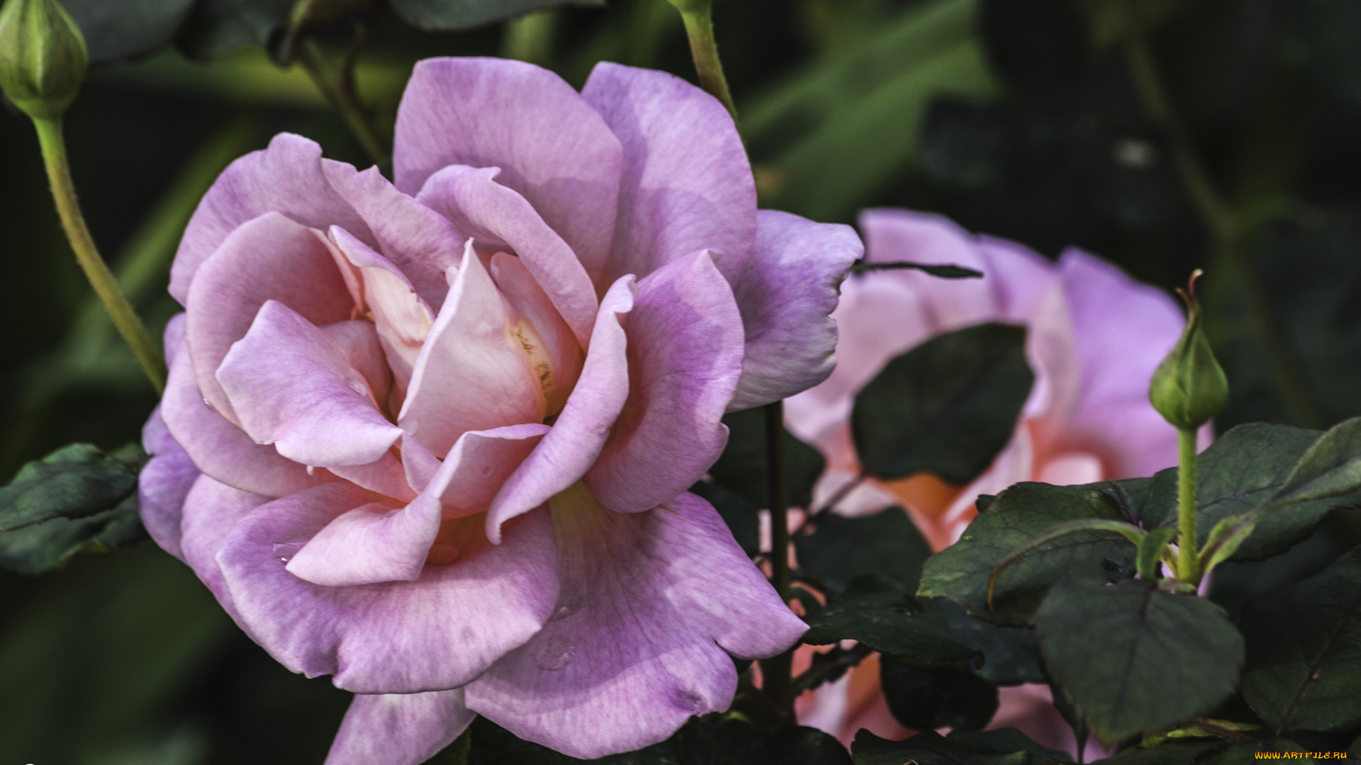 цветы, розы, розовый