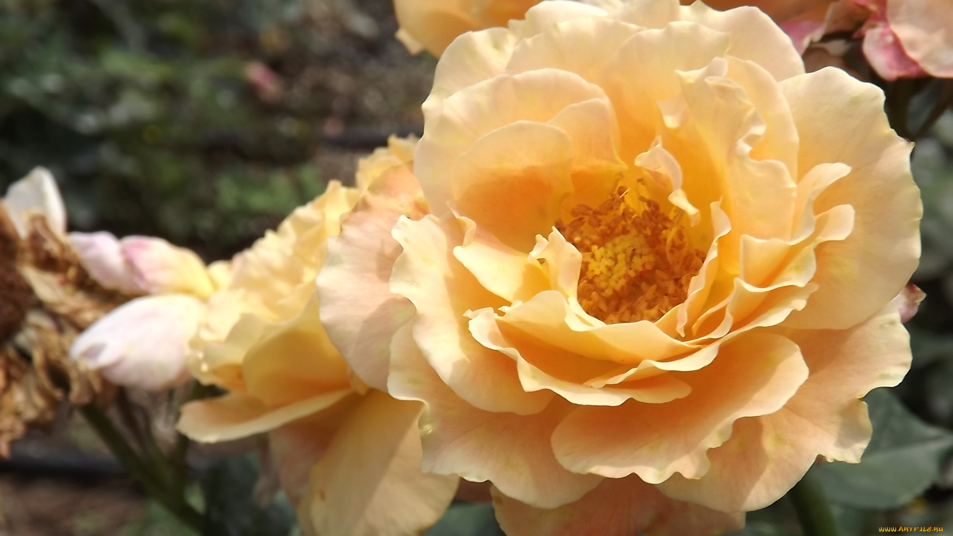 цветы, розы, желтый