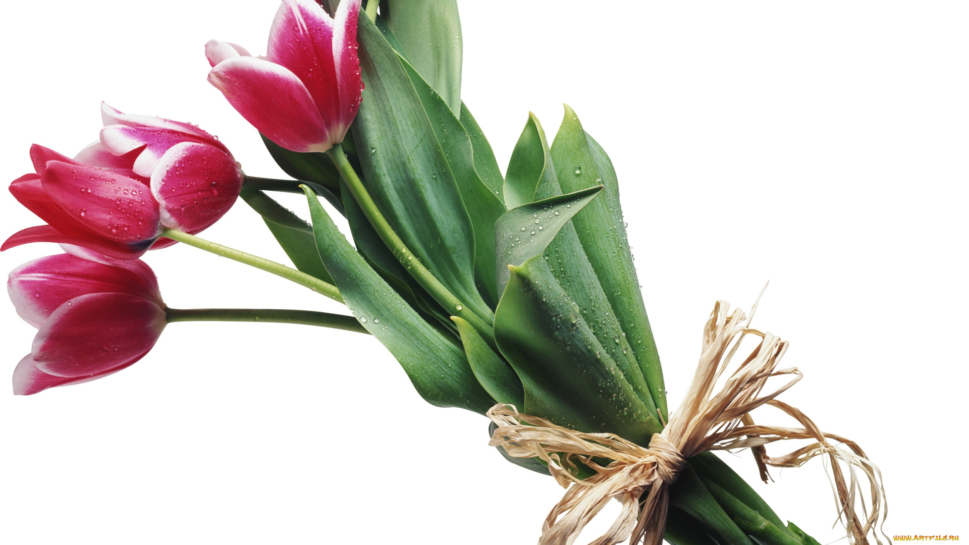 цветы, тюльпаны