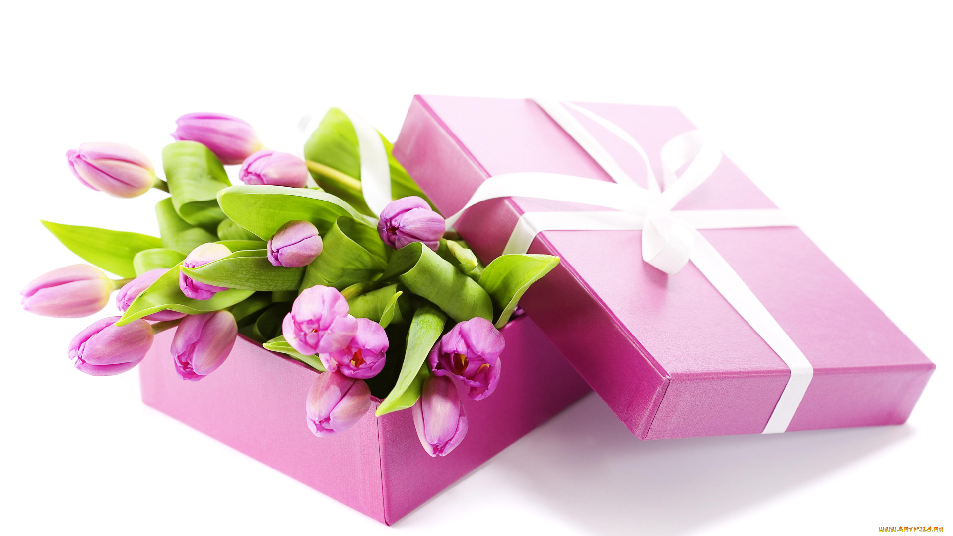 цветы, тюльпаны