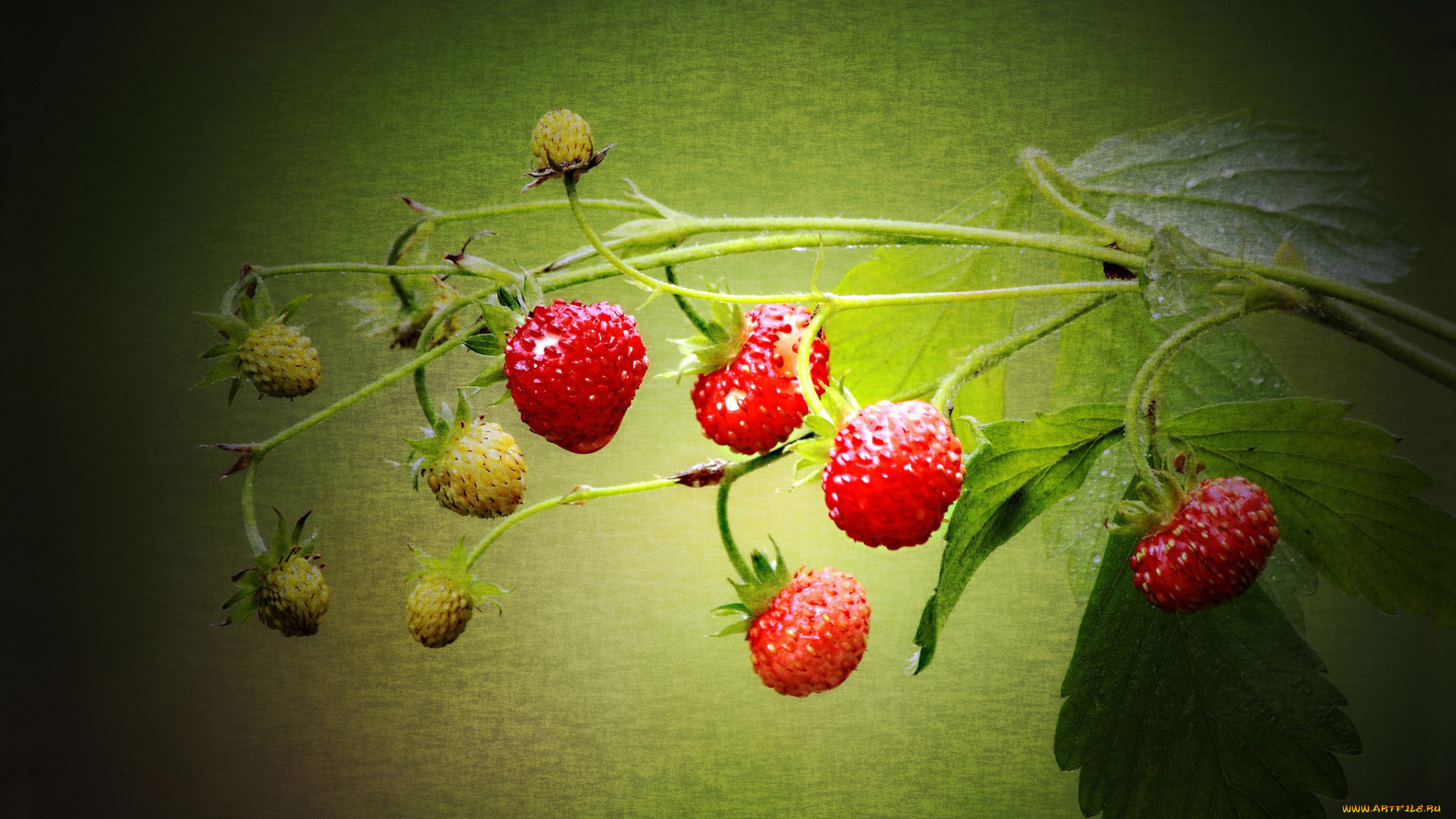 еда, клубника, , земляника, фон, ветка, ягоды, листья